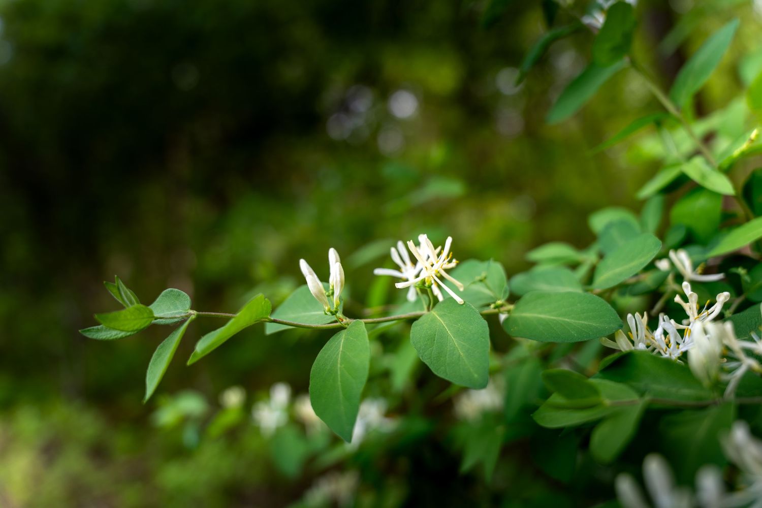 Close-up of white honeysuckle flowers blooming on green leafy branches in a lush forest setting.