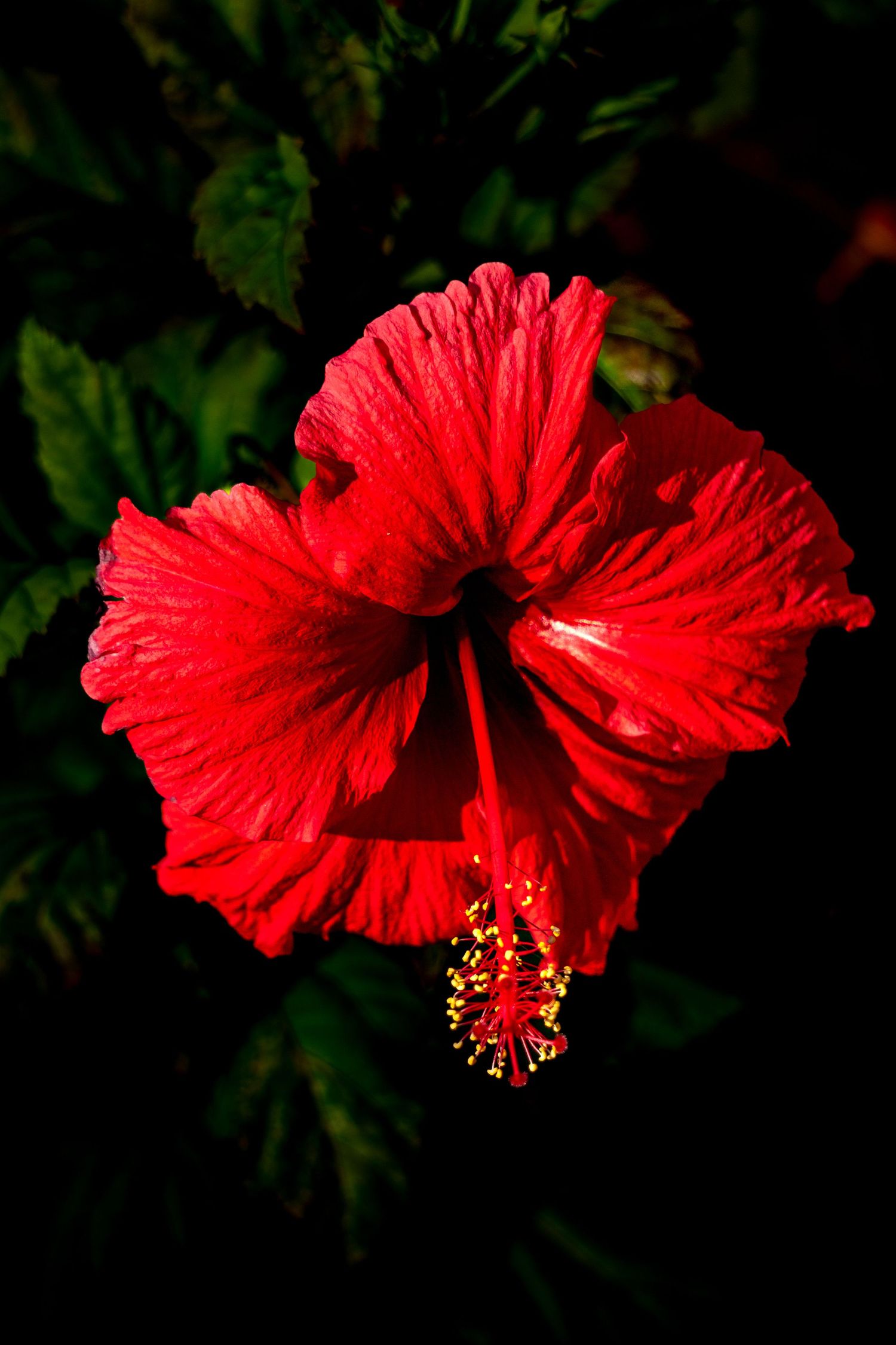 A series of close-up shots showing a vibrant red hibiscus flower from different angles against a dark background.