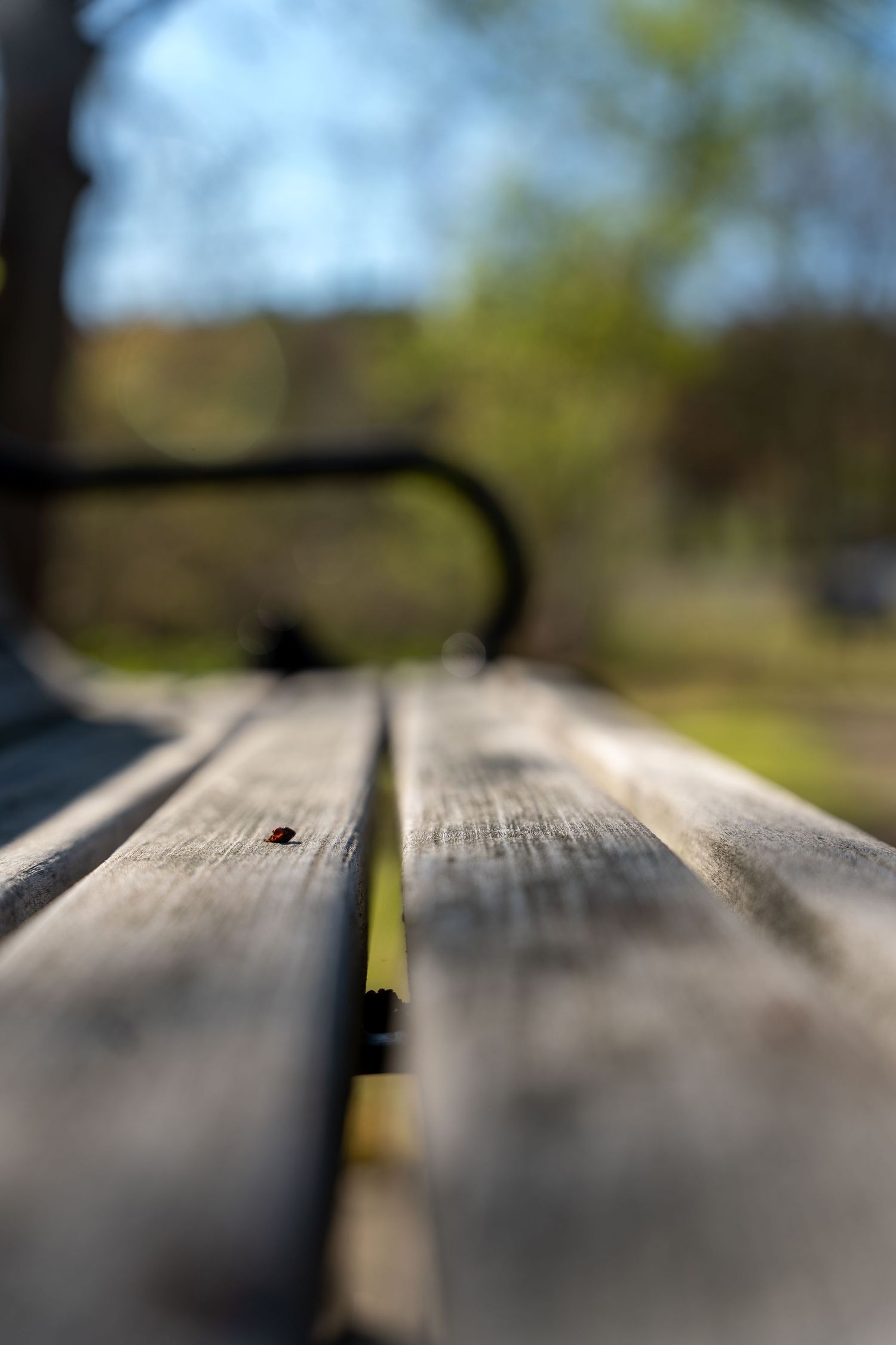 Close-up of a weathered wooden park bench with blurred green trees in the background on a sunny day.