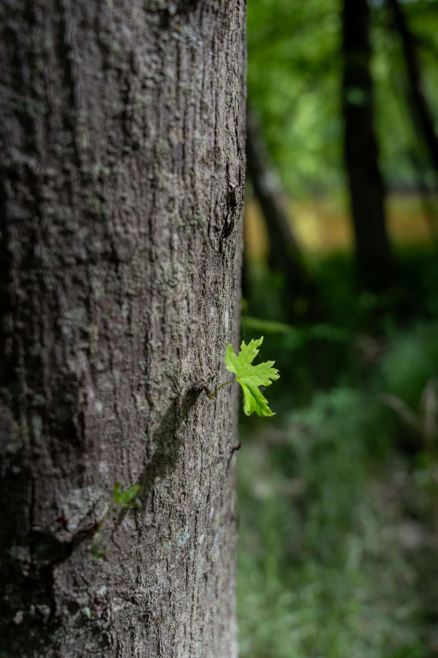 A tiny green maple leaf sprouts from the rough bark of a large tree trunk in a lush forest.