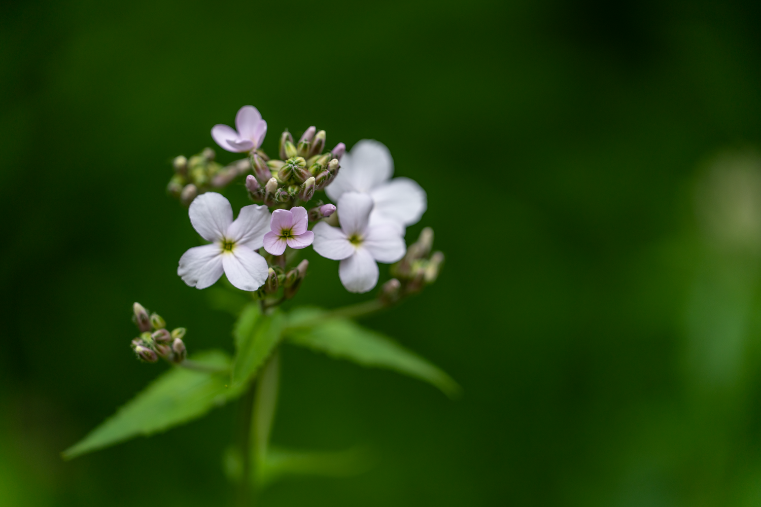 Delicate white wildflowers bloom against a soft green bokeh background in macro photography.