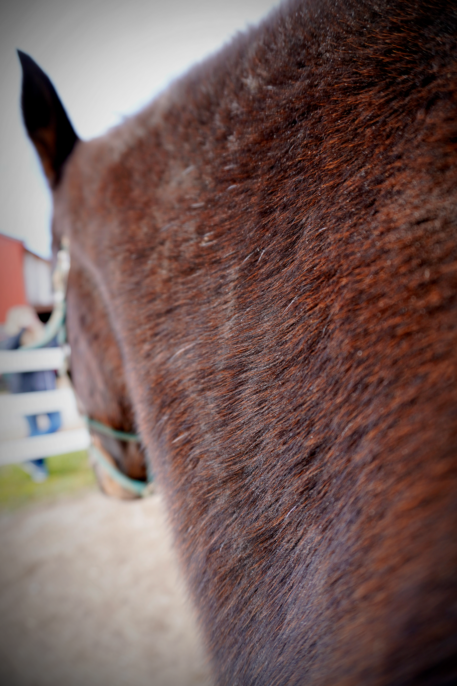 Close-up of a brown horse's neck and mane with a green halter visible in a stable setting.