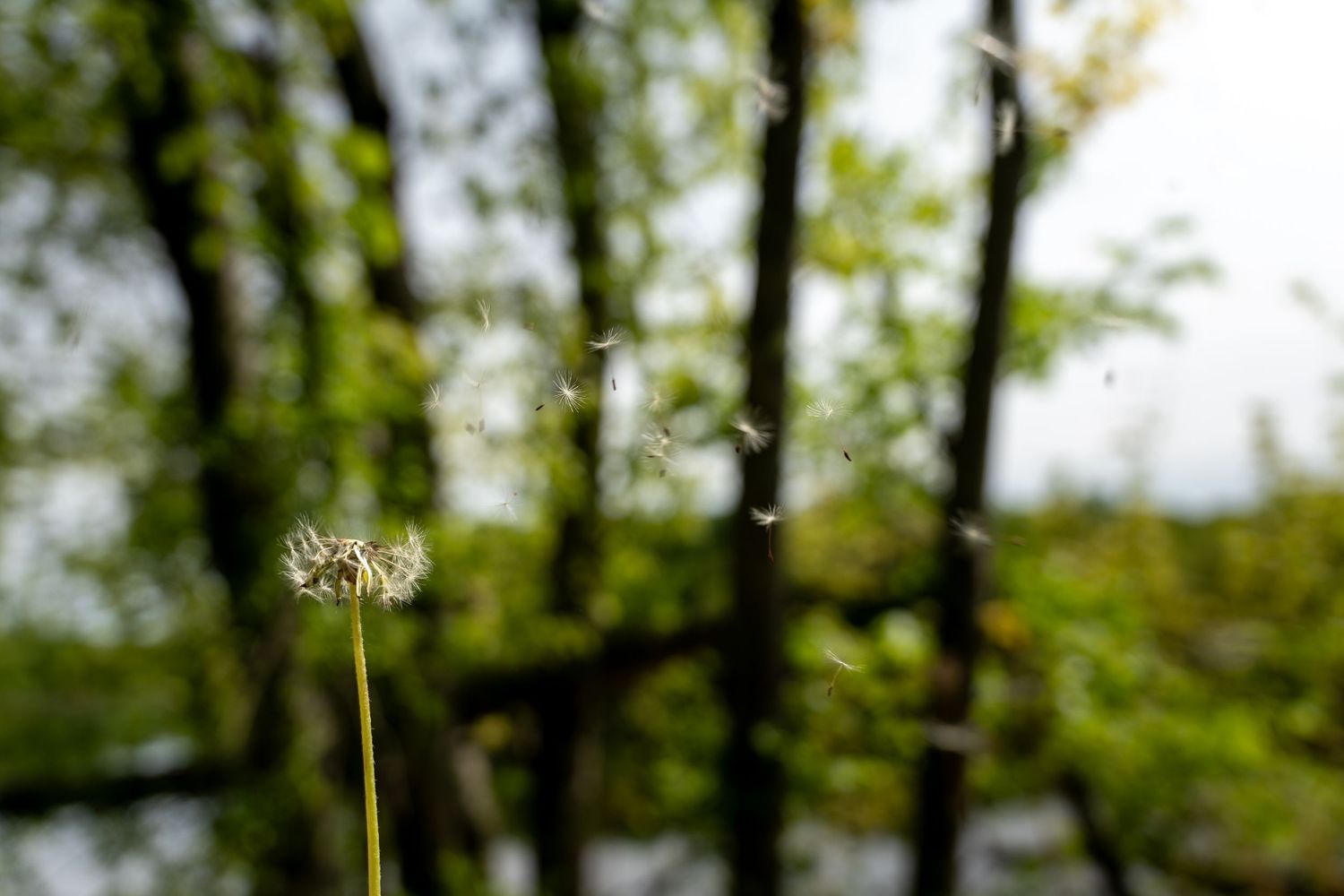 A dandelion releasing seeds into the air with blurred green trees in the background.