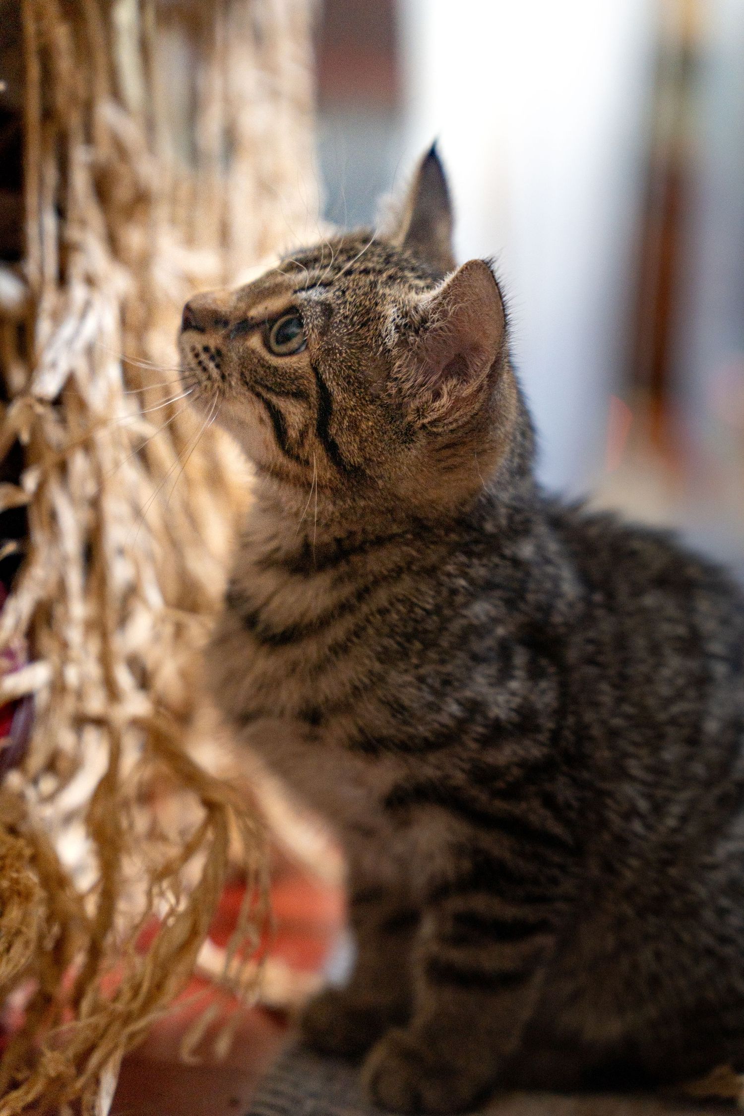 A tabby cat in profile sniffs at dried ornamental grass or wheat stalks in a home setting.