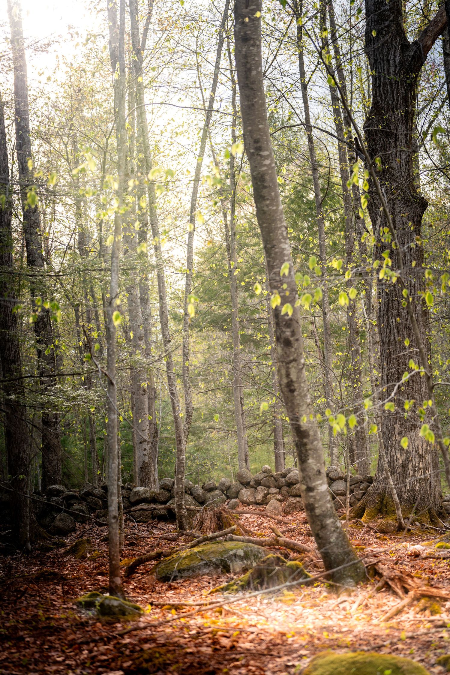 Sunlit forest with tall trees, mossy rocks, and autumn leaves on the ground, with fresh green foliage in early spring.