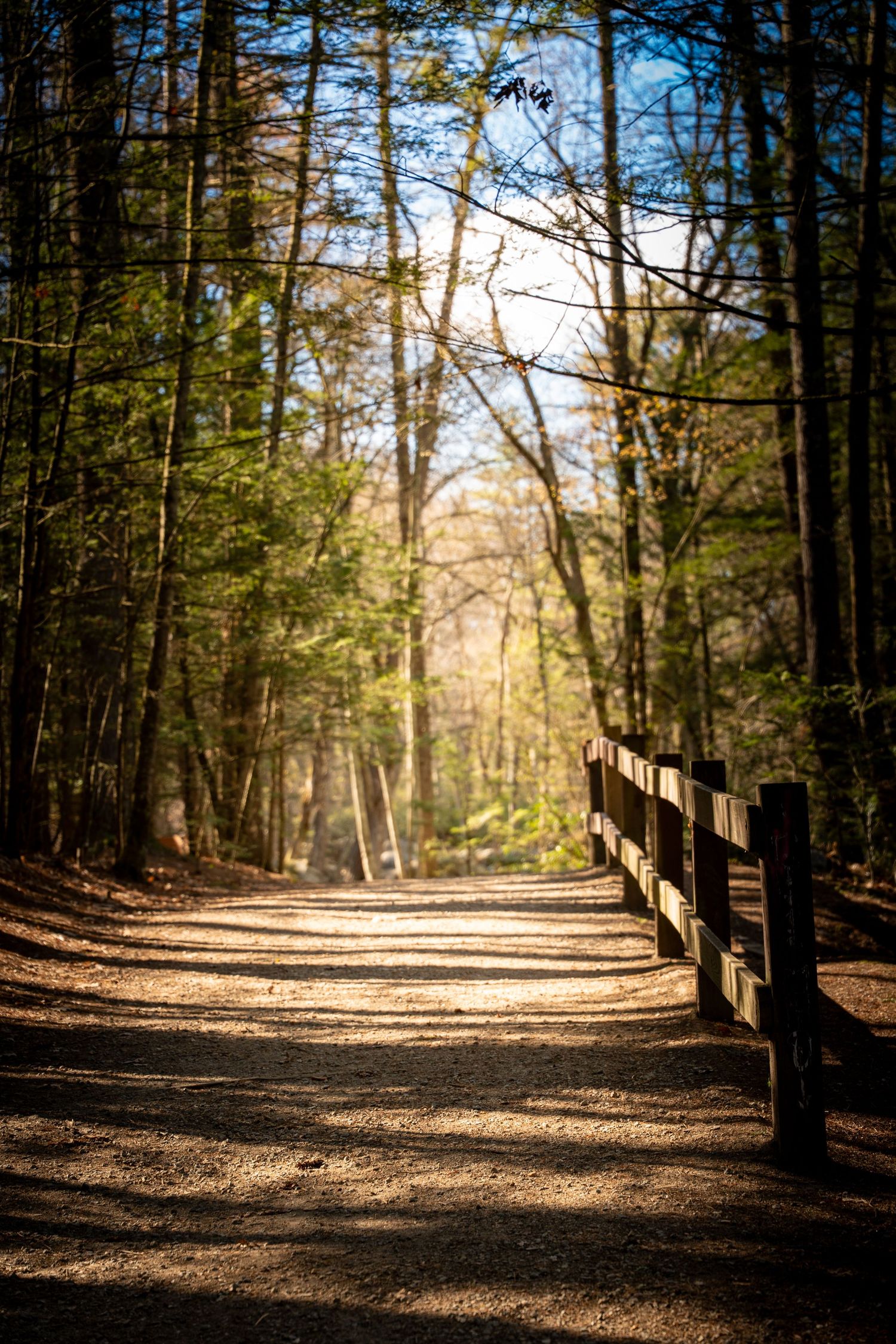 Sunlit forest trail with wooden fence rail winding through tall trees in autumn.