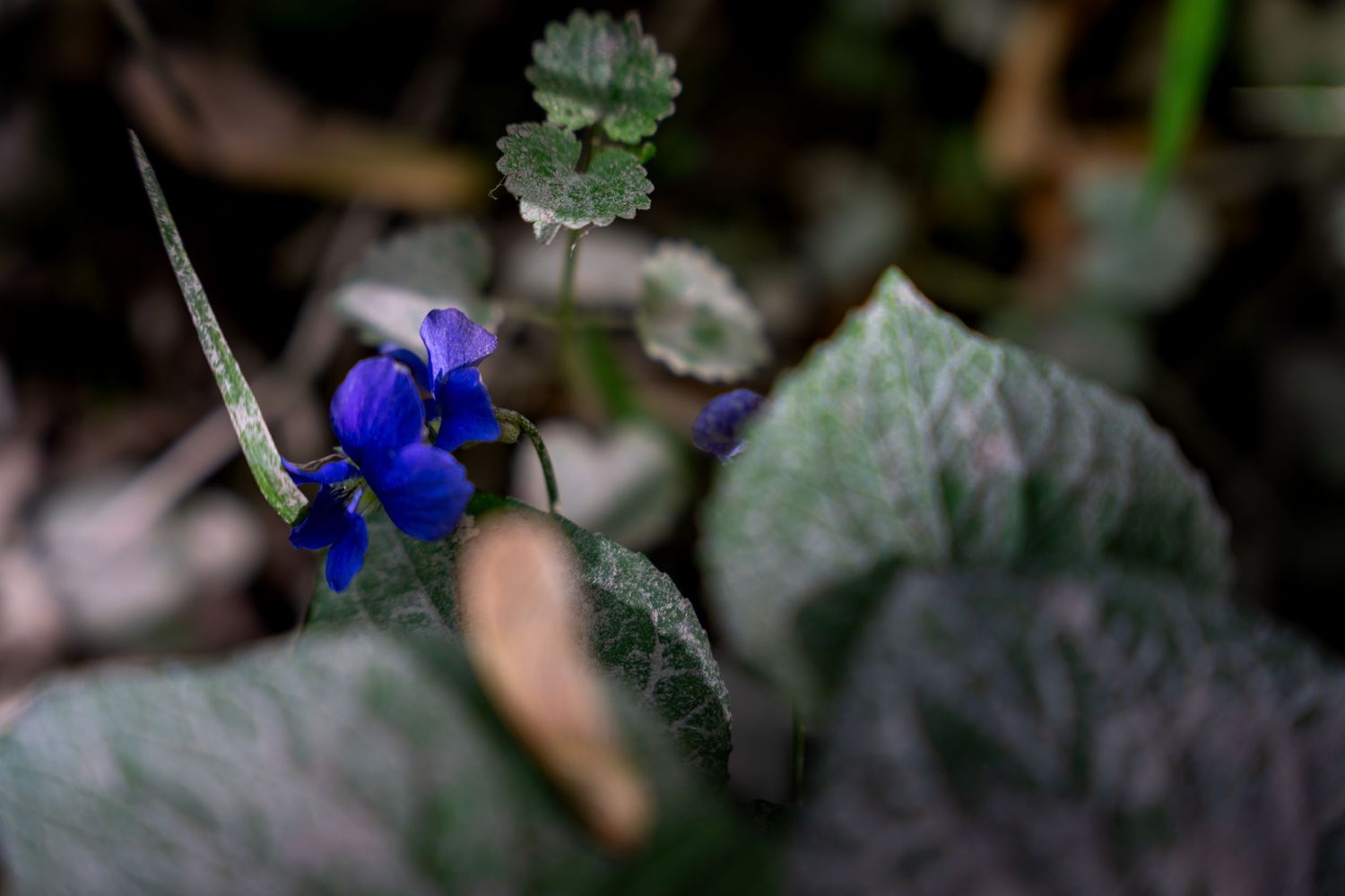 Close-up of vibrant blue violet wildflowers blooming among green leaves in a dark forest floor setting.