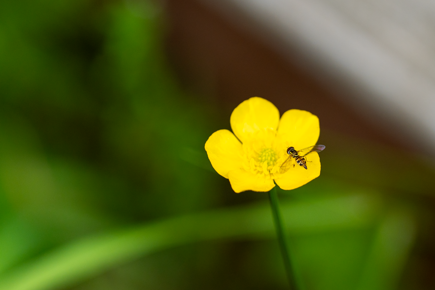 A bright yellow buttercup flower blooms against a soft green blurred background in springtime.