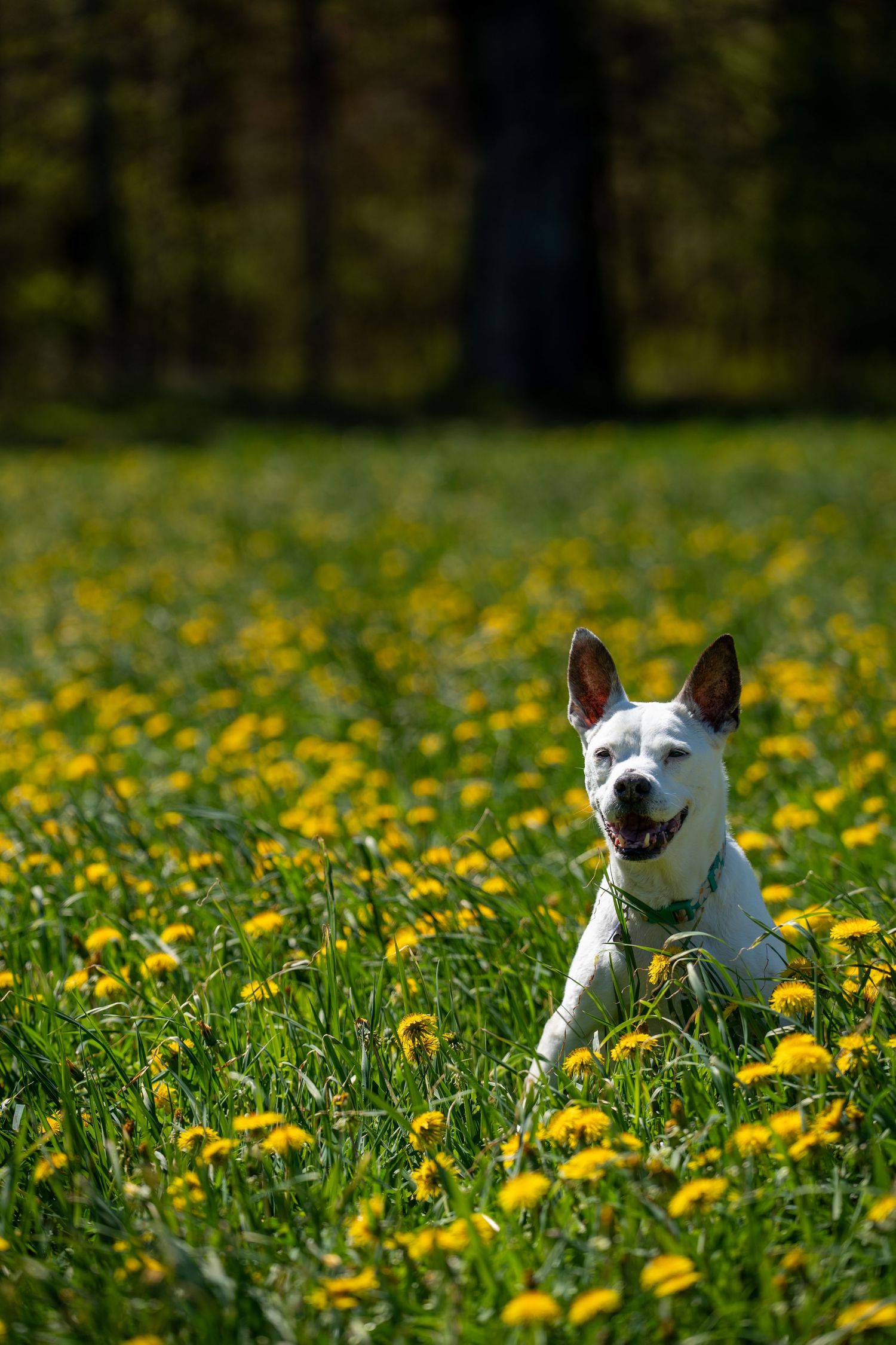 White dog with perky ears sitting happily in a sunny field of yellow dandelions and green grass.