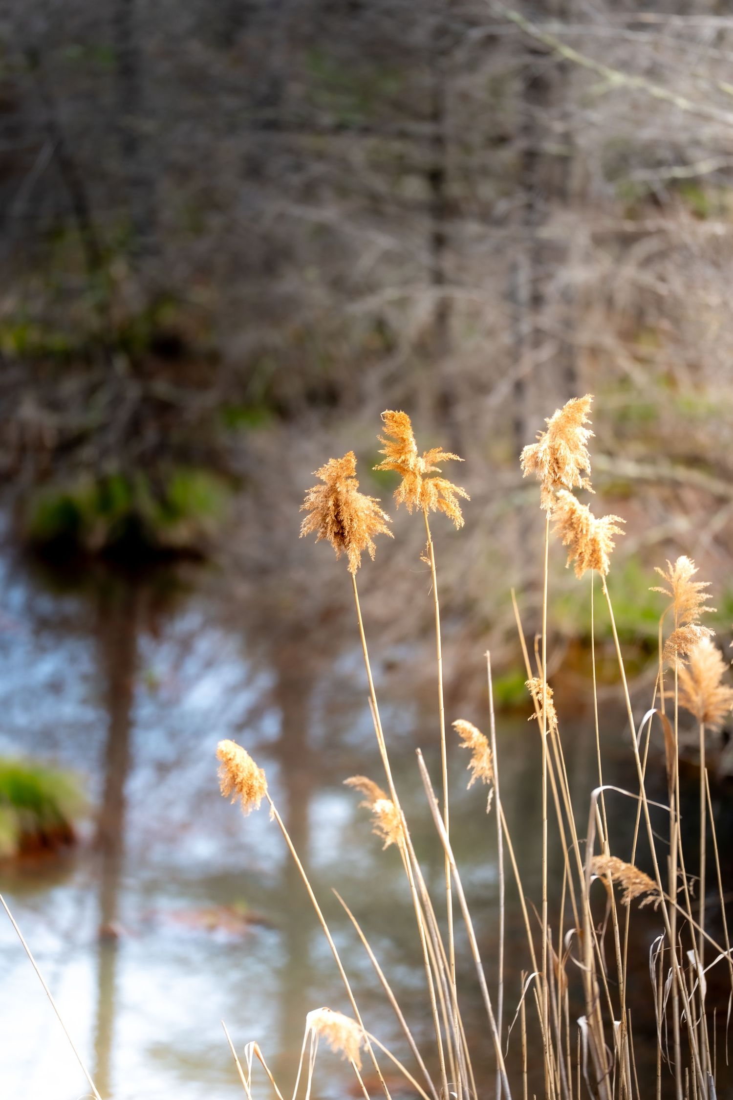Golden dried reeds glow in sunlight beside a tranquil woodland pond with blurred trees reflected in water.