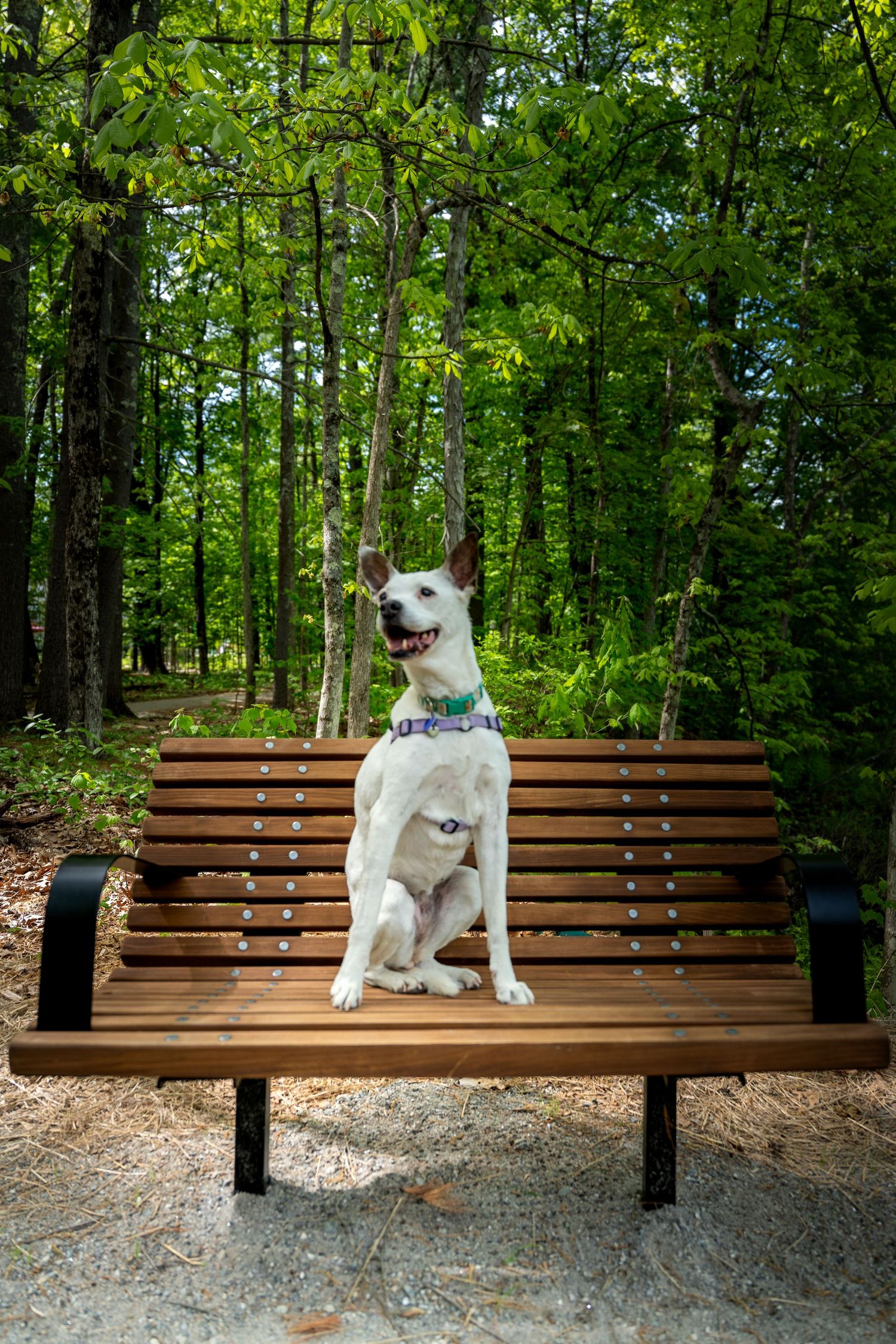 A happy white dog with a blue collar sits on a wooden park bench surrounded by lush green forest trees.