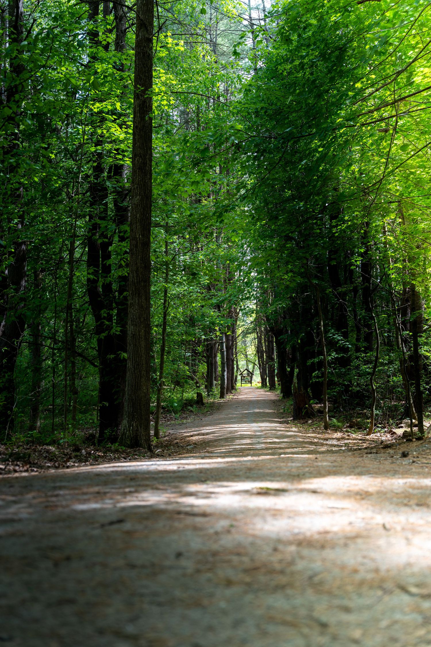A serene forest path lined with tall green trees creating a natural canopy tunnel on a sunny day.
