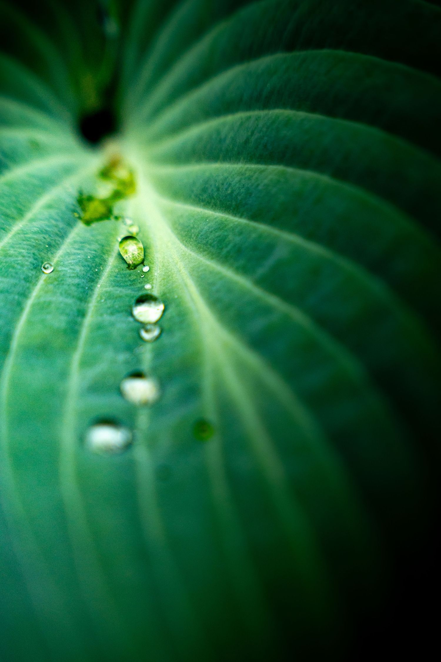 Close-up of water droplets on a vibrant green hosta leaf, showcasing natures beauty after rain.