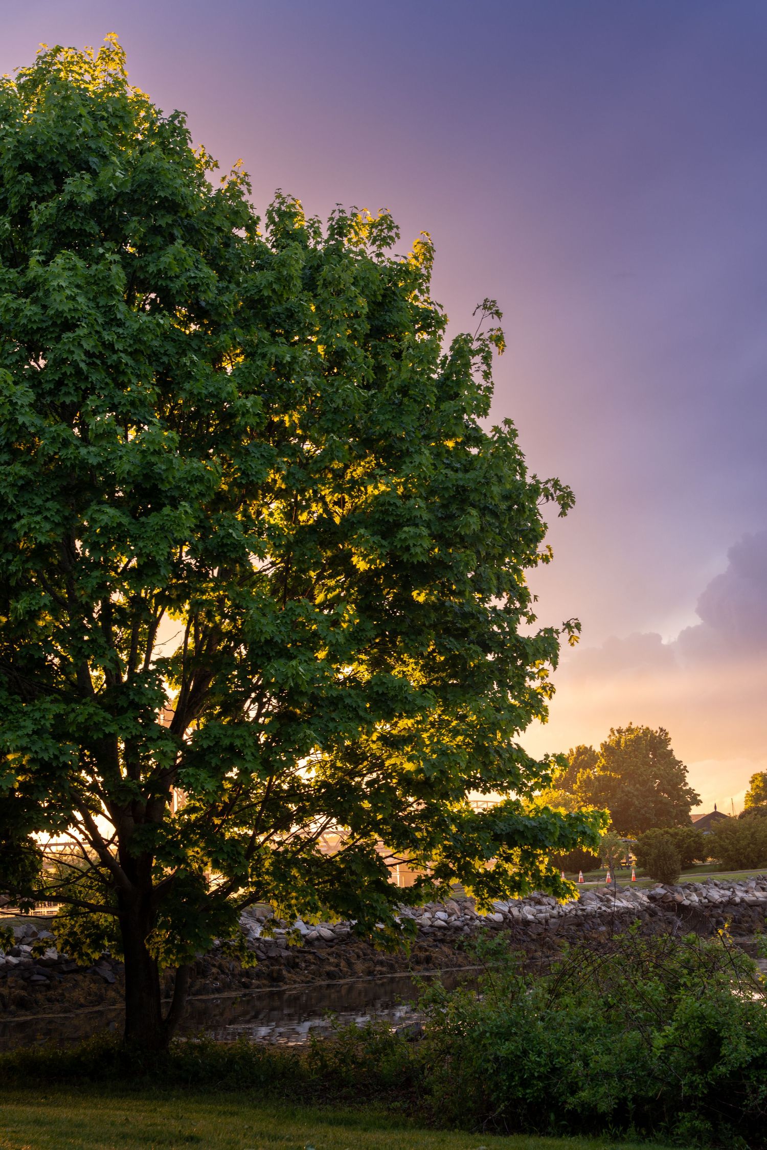 A large green tree glows in golden sunset light beside a rustic stone wall under a dramatic purple sky.