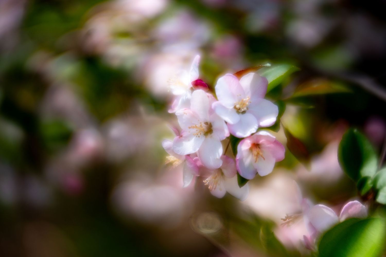 Close-up of delicate white and pink apple blossoms blooming on a branch with soft bokeh background.
