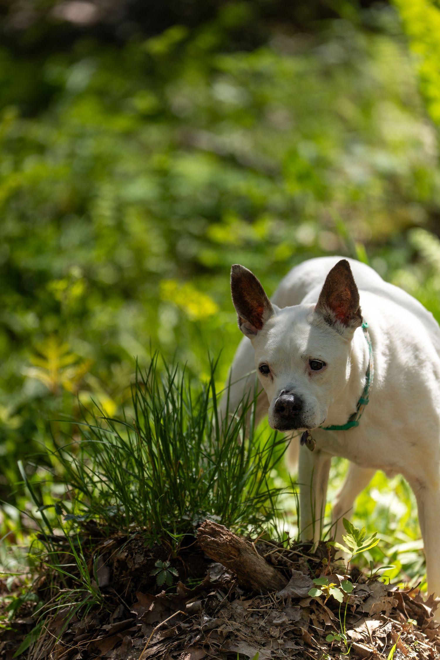 White dog with green collar sniffing grass in a sunlit forest, surrounded by lush green foliage.