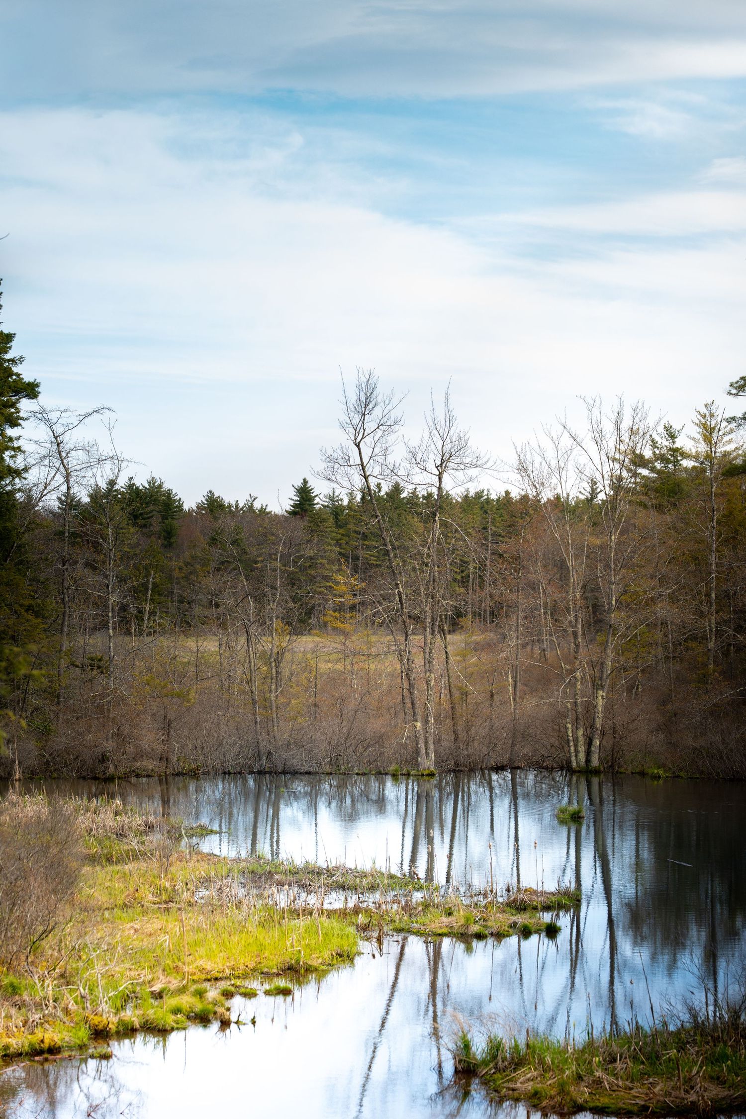 Tranquil woodland pond reflecting bare trees and evergreens under a partly cloudy sky in early spring.