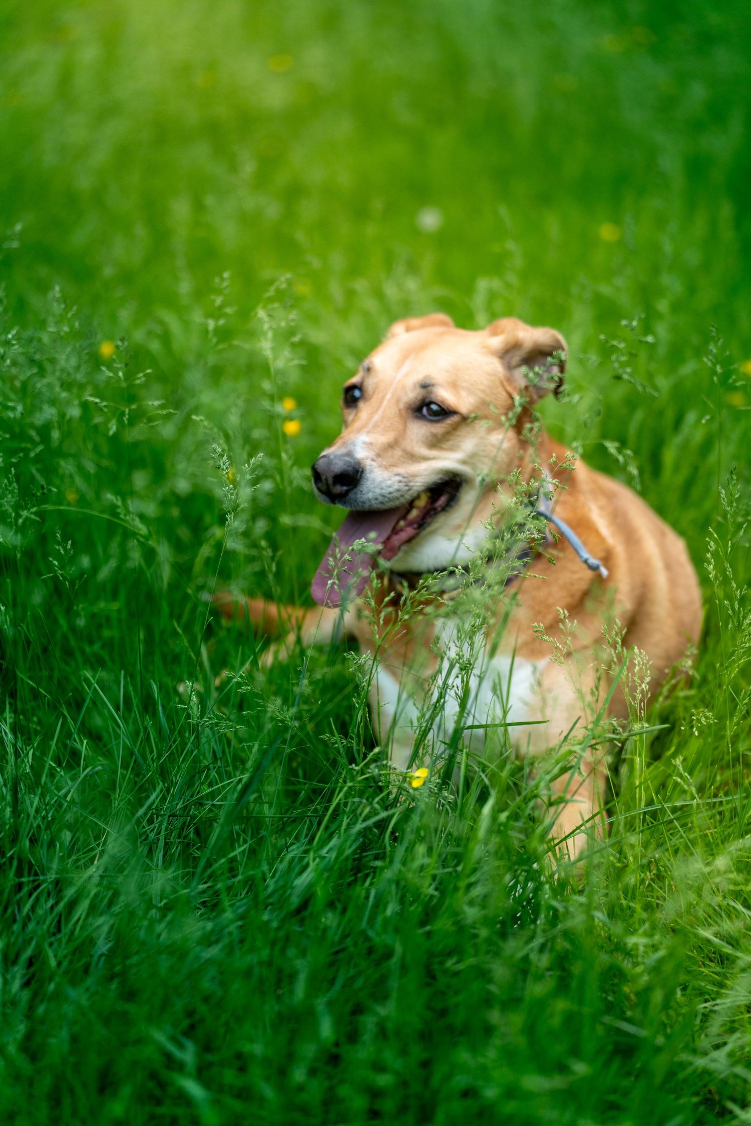 A happy golden-brown dog lying in lush green grass with mouth open, enjoying a sunny day outdoors.