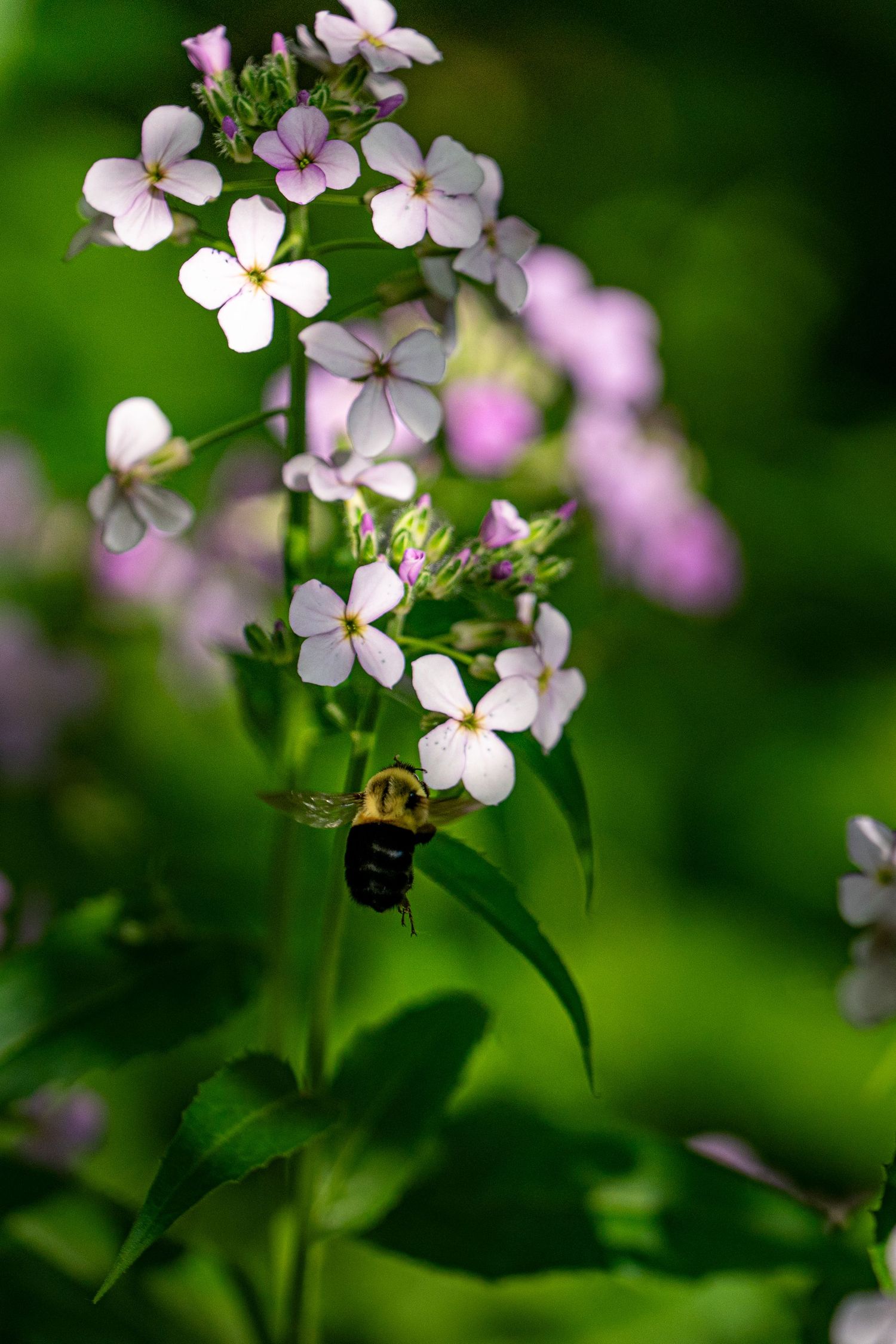 A bumblebee pollinating delicate white and pink wildflowers with a lush green bokeh background.