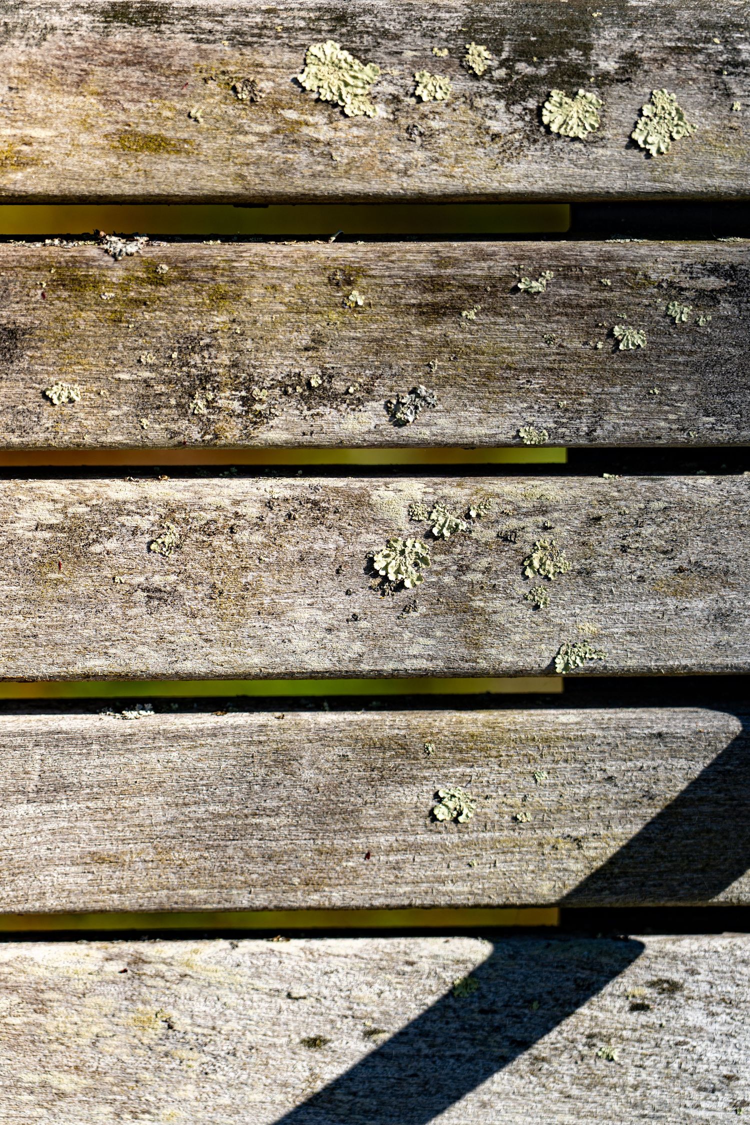 Close-up of weathered wooden planks with lichen growth, showing aged gray texture and natural patina in sunlight.