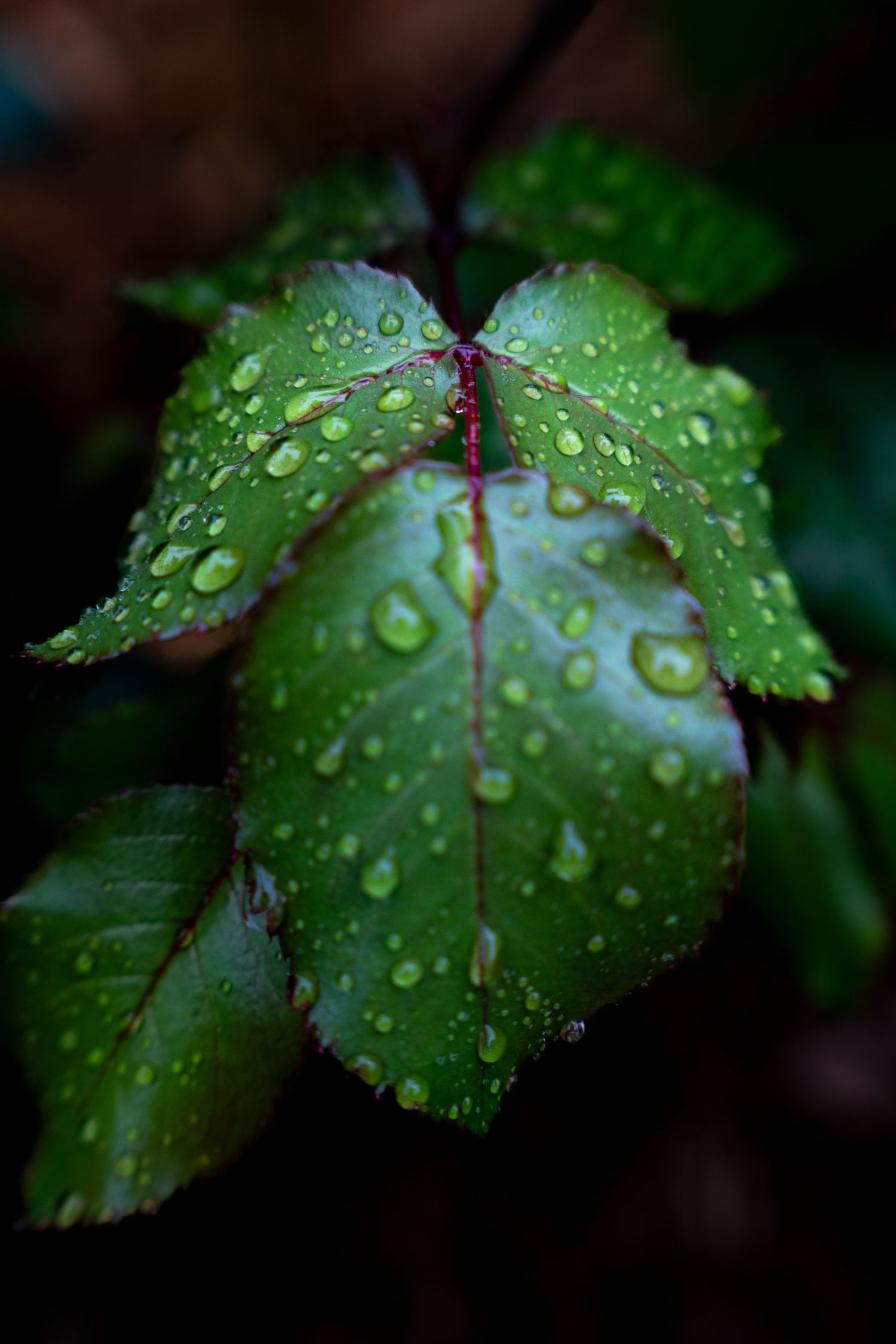 Macro shot of green rose leaves covered in fresh rain droplets with red veins on a dark background.
