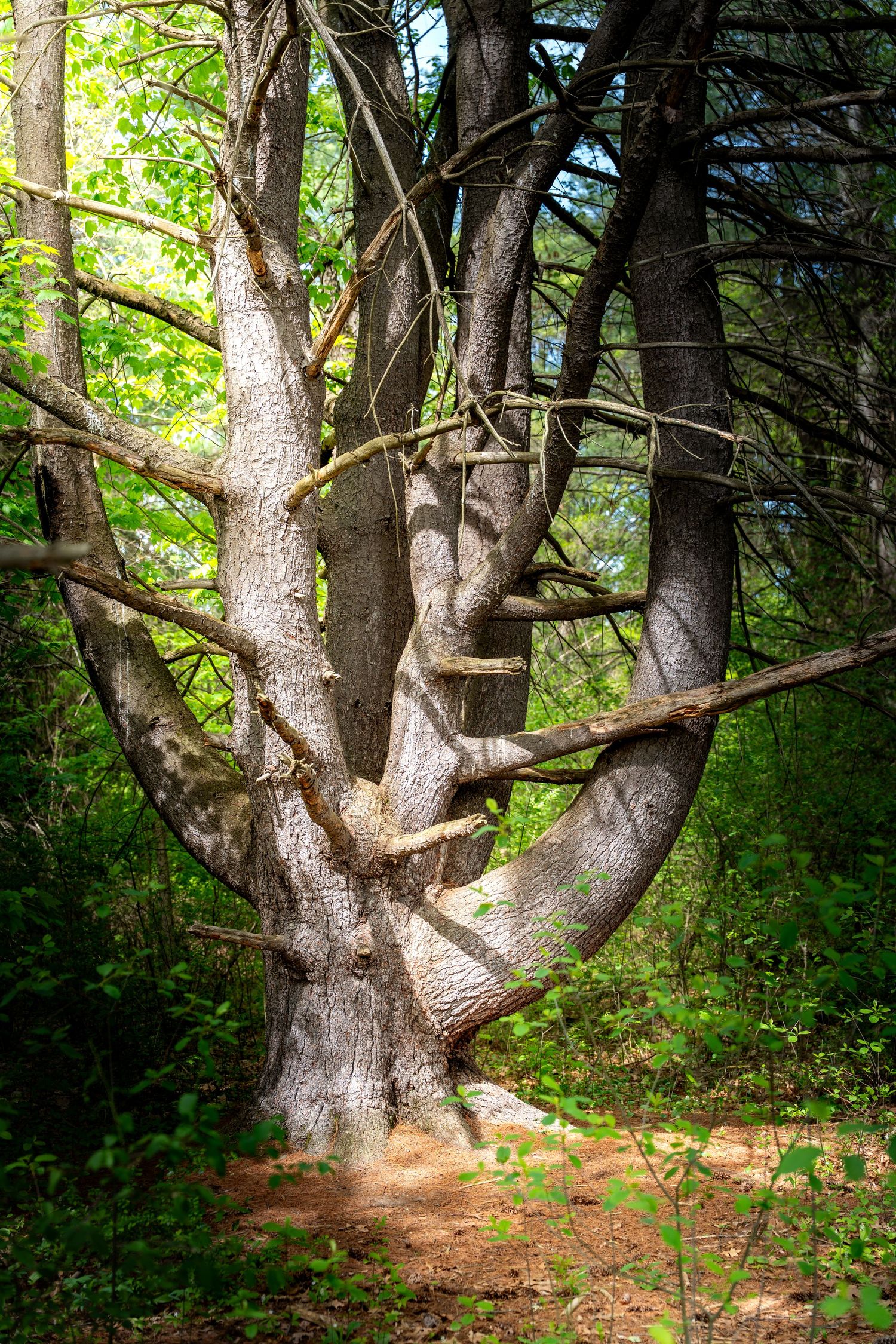 Ancient twisted multi-trunk tree with curved sprawling branches stands along a sunlit forest path.