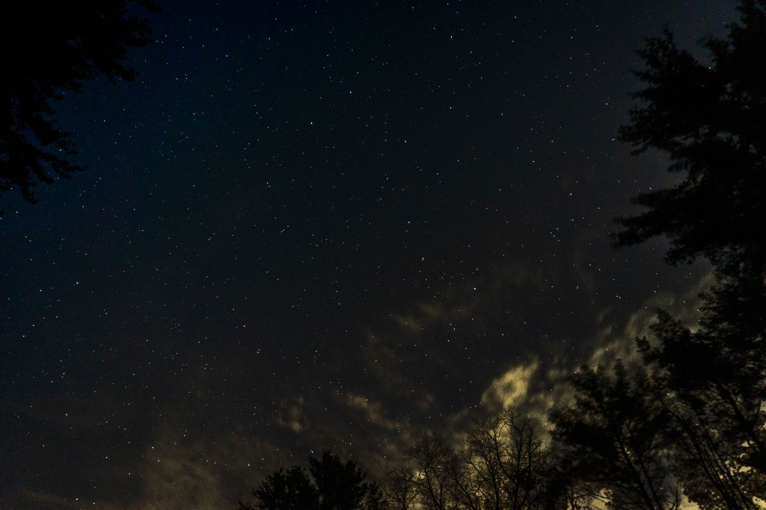 Night sky panorama showing stars and trees in silhouette.