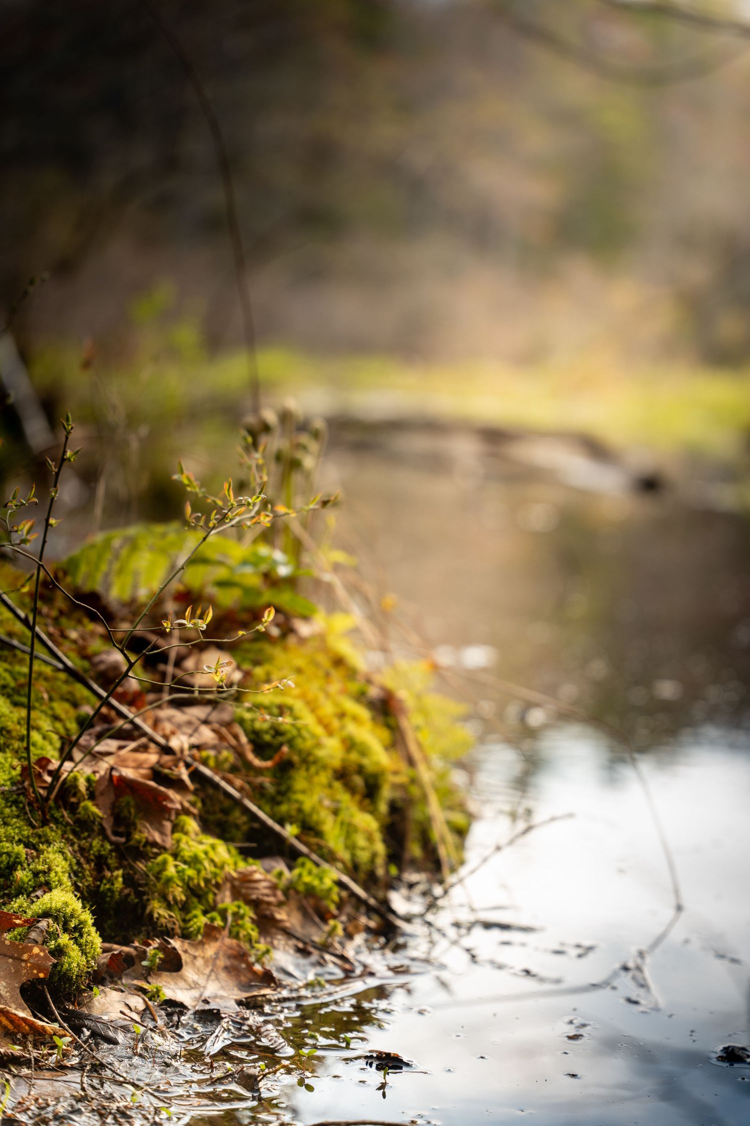 Mossy riverbank with green moss, fallen leaves, and bare branches beside calm water in soft natural light.
