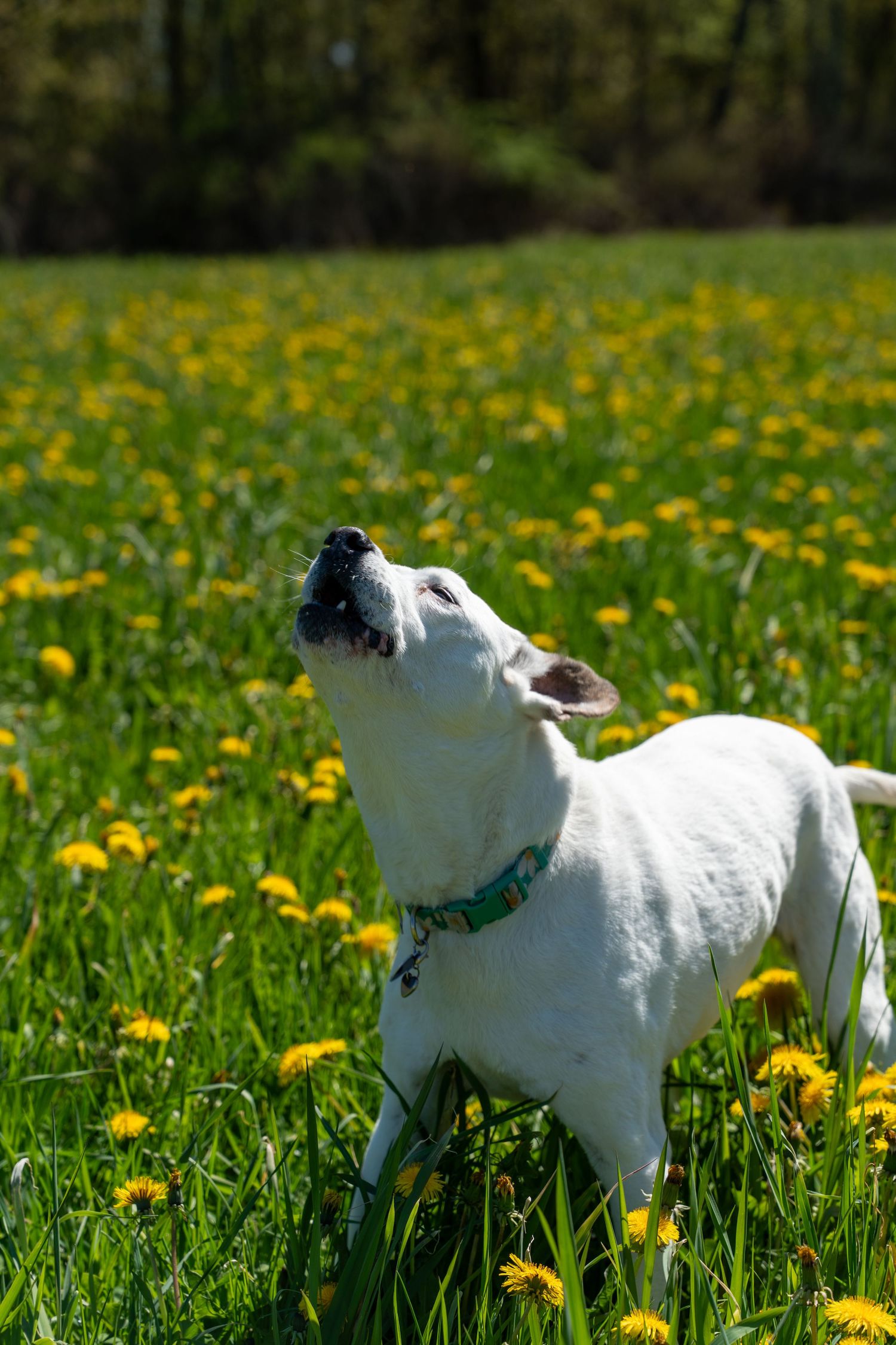 White dog looking up in a sunny field of yellow dandelions with green grass and trees in the background.