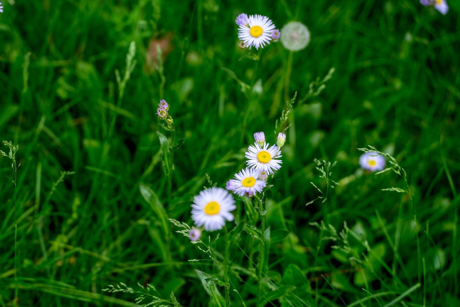 White and yellow wildflowers blooming among lush green grass in a natural meadow setting.