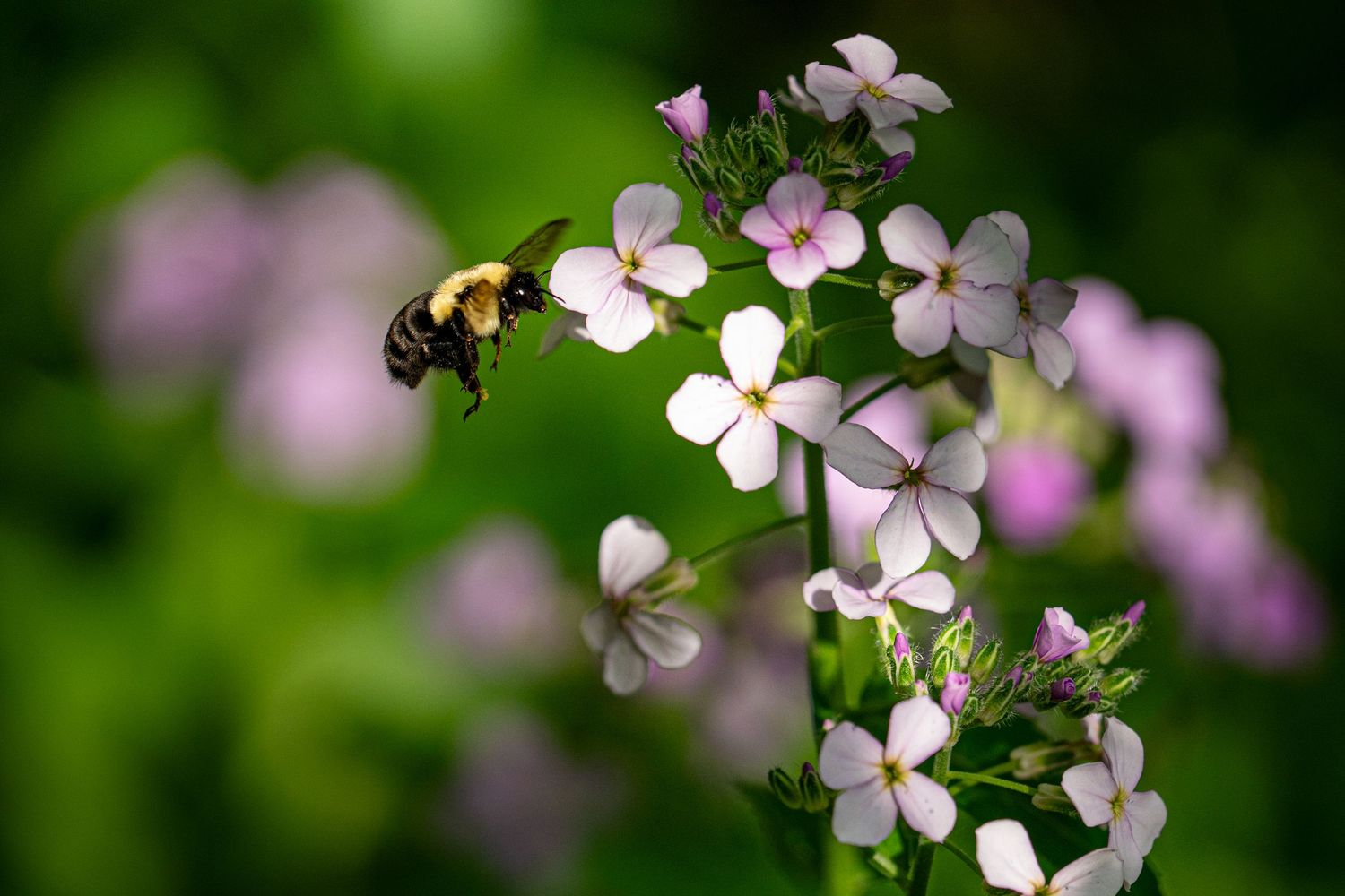 A bumblebee hovers near delicate white and pink wildflowers against a lush green bokeh background.