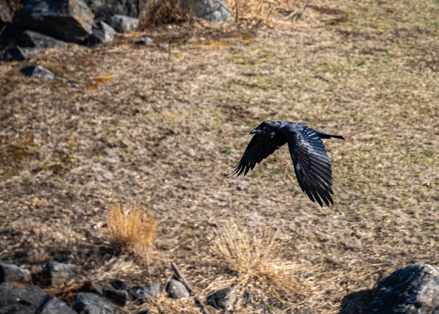 A black crow scavenges for food on dry grass and dirt ground in natural outdoor setting.