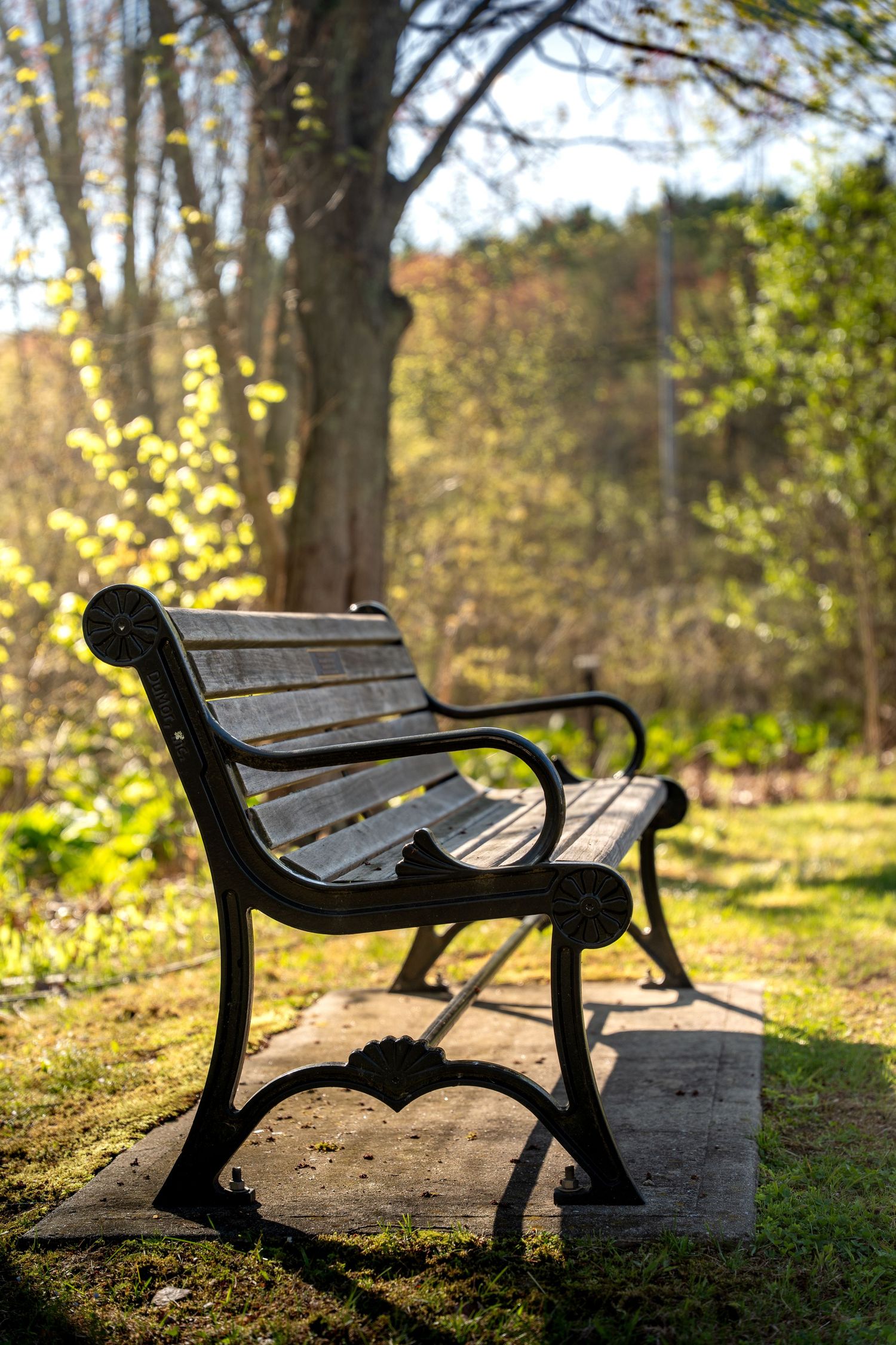 A wooden park bench with ornate cast iron legs sits in dappled sunlight surrounded by lush green trees and foliage.