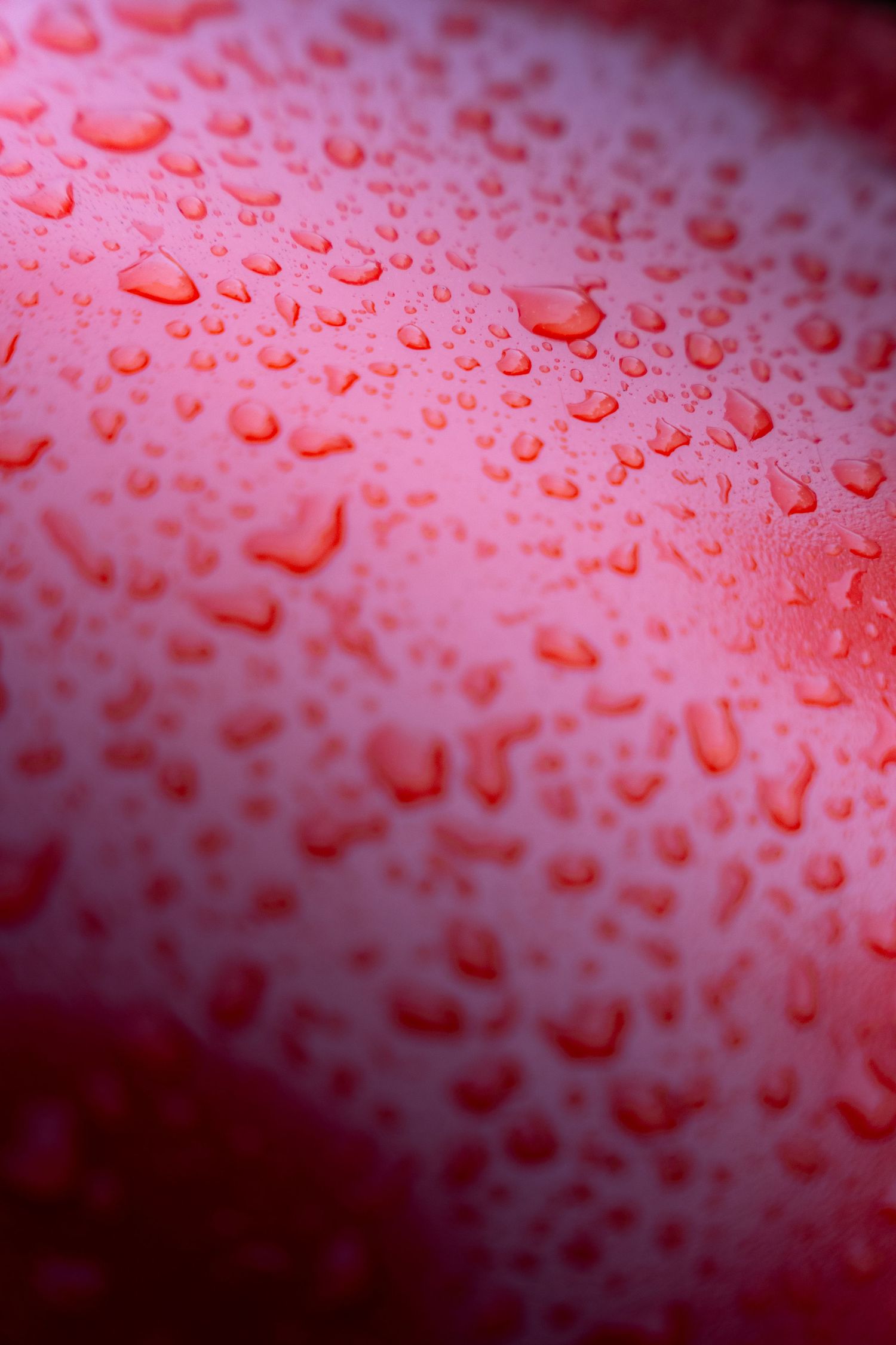 Close-up of red surface covered in glistening water droplets with shallow depth of field.