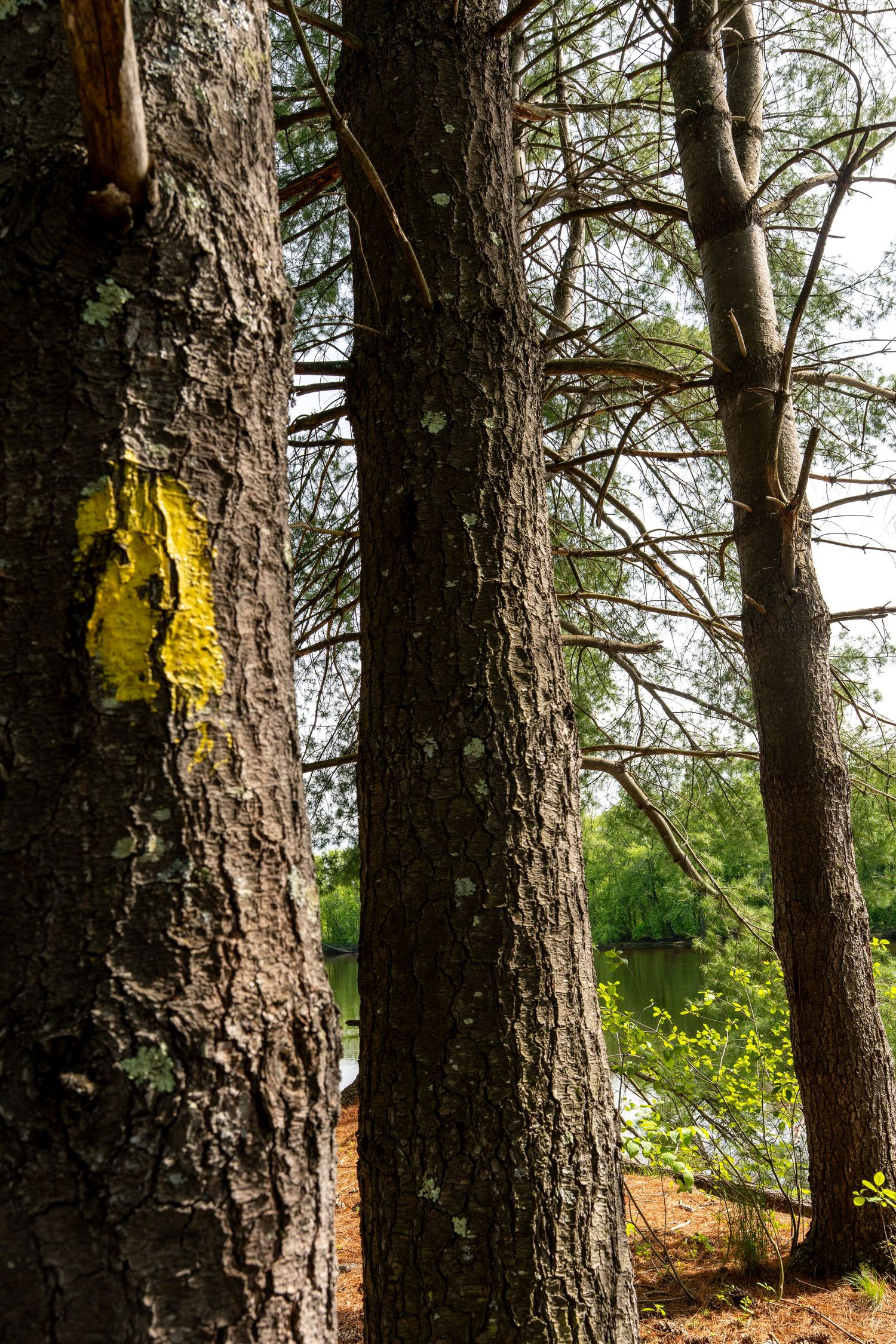 Yellow trail blaze marker painted on pine tree bark with a serene lake visible through the forest behind.