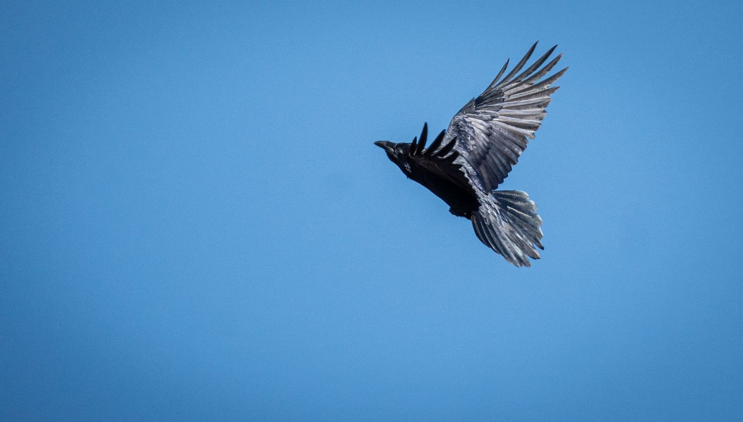 A black crow in flight against a bright blue sky, wings spread wide showing detailed feathers.