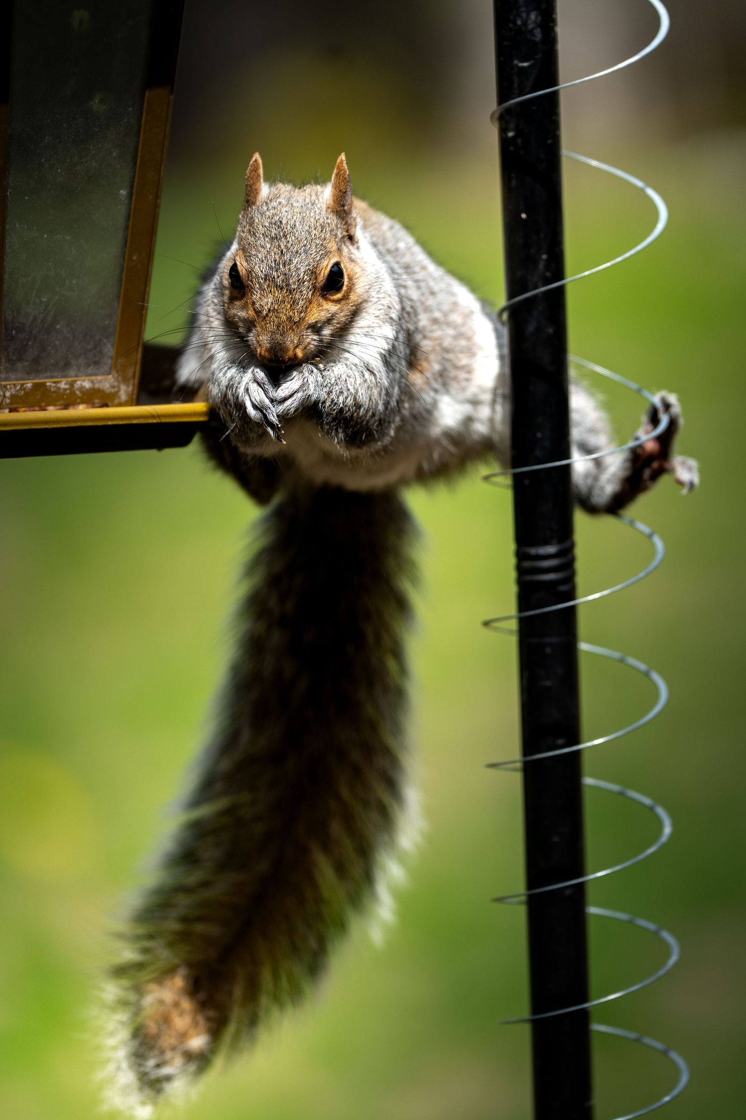 A gray squirrel clings to a black metal bird feeder pole, munching on seeds with its fluffy tail hanging down.