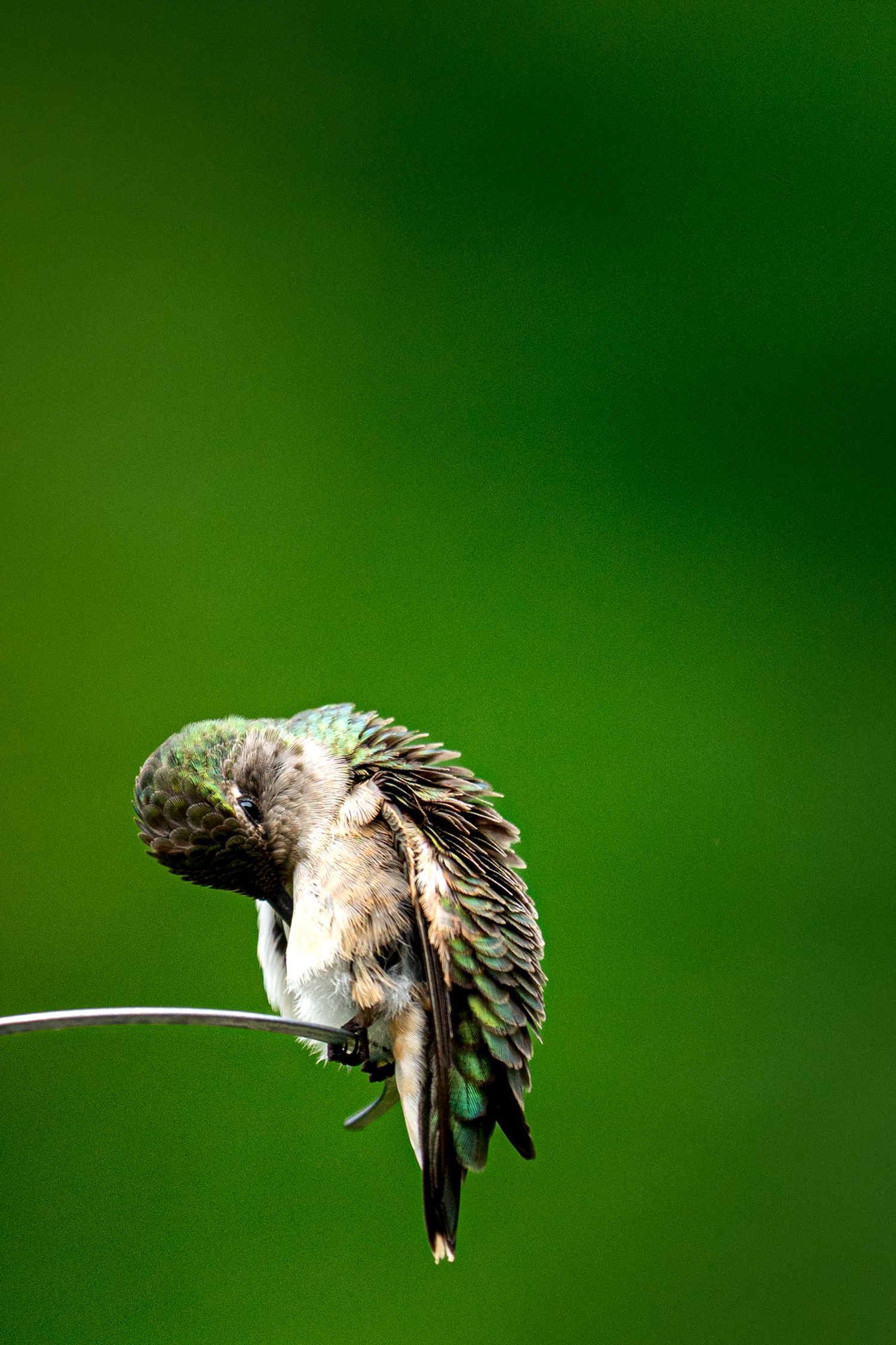 A hummingbird perched on a thin wire, preening its iridescent green feathers against a blurred green background.