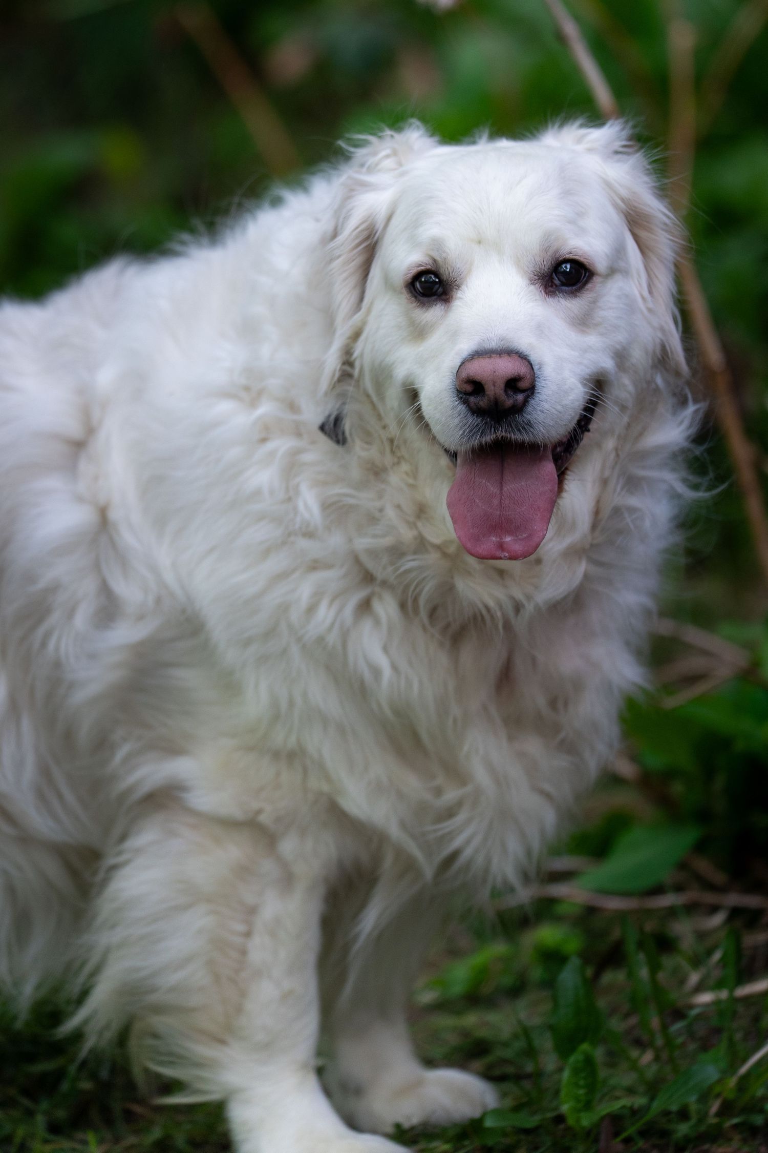 A fluffy white dog with tongue out sitting in green foliage, looking happy and friendly.