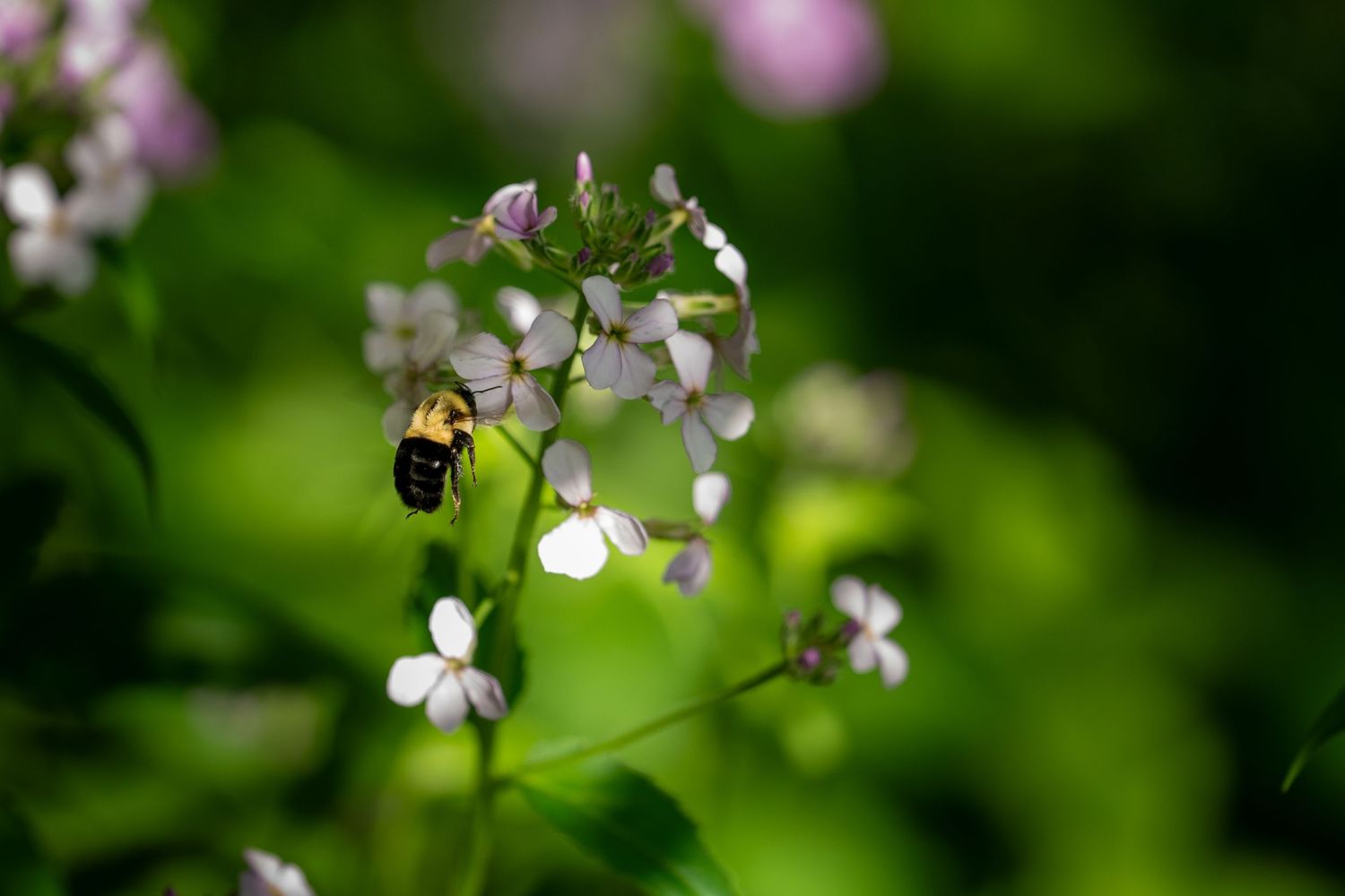 A bumblebee perched on delicate white and pink wildflowers surrounded by lush green foliage.
