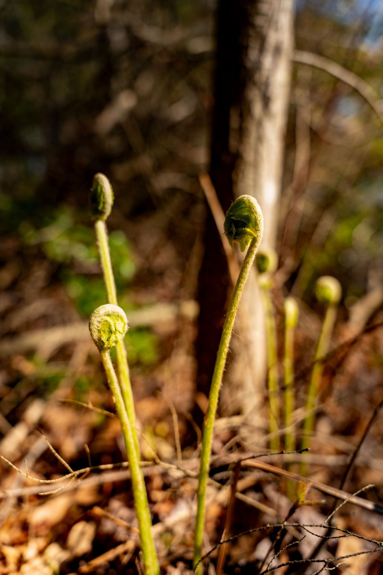 Young fern fiddleheads unfurling in a sunlit forest floor surrounded by fallen leaves and tree trunks in spring.