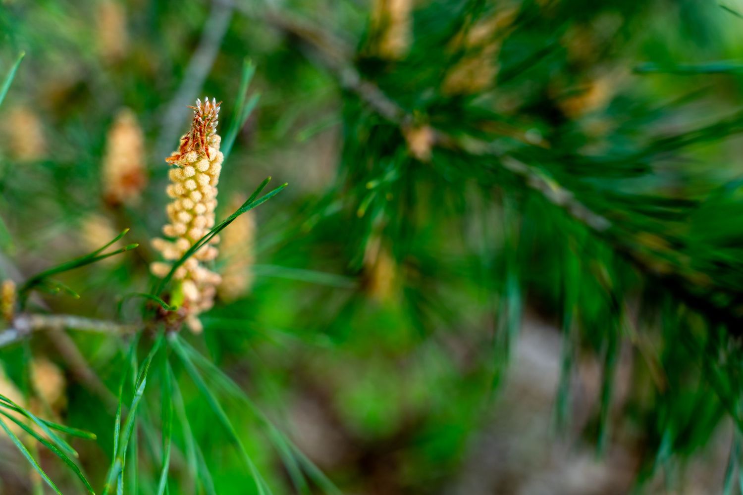 Close-up of a young pine cone emerging among green pine needles on a branch in a forest setting.
