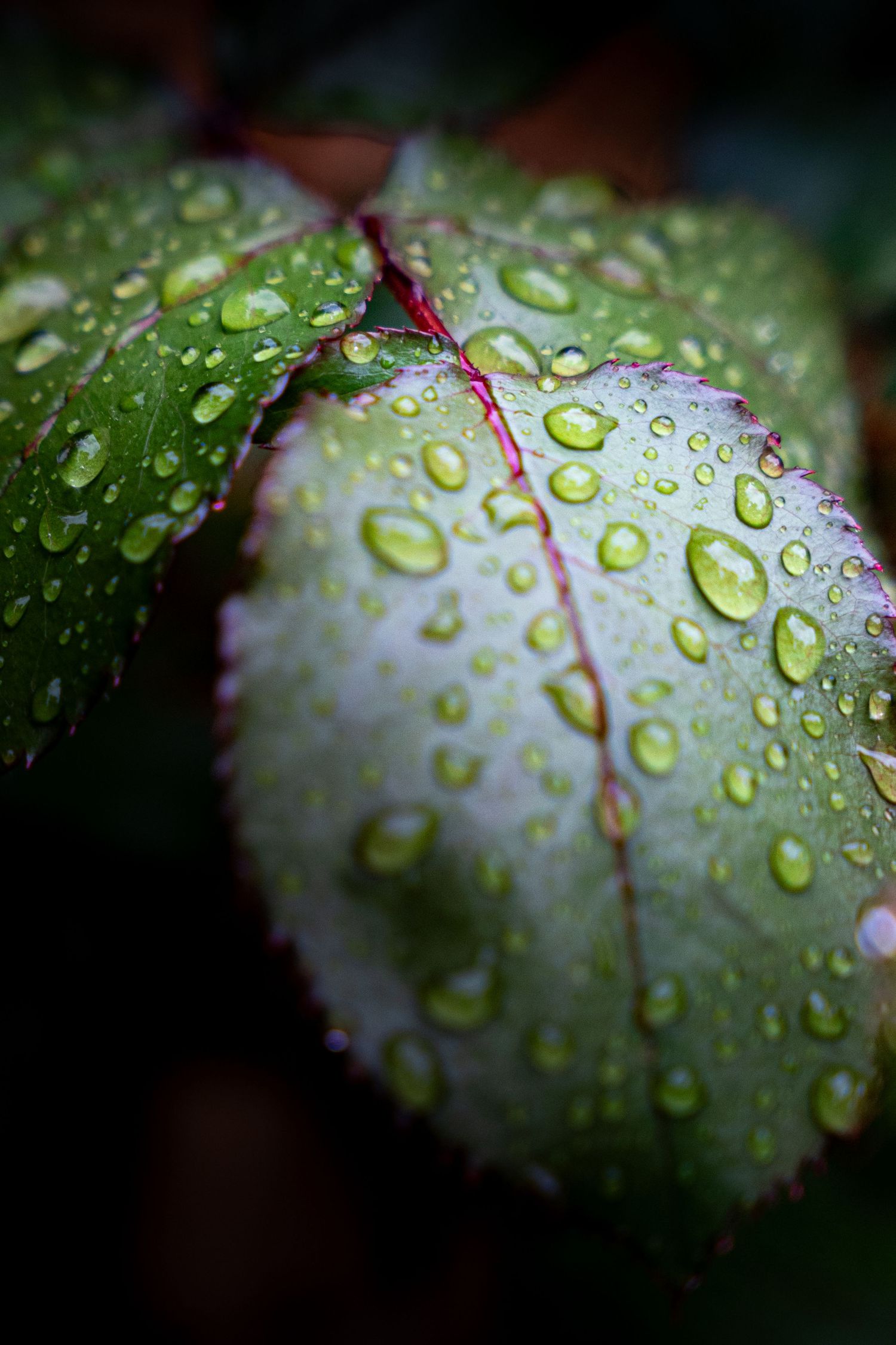 Close-up of green leaves covered in glistening water droplets after rain, with red veins visible.
