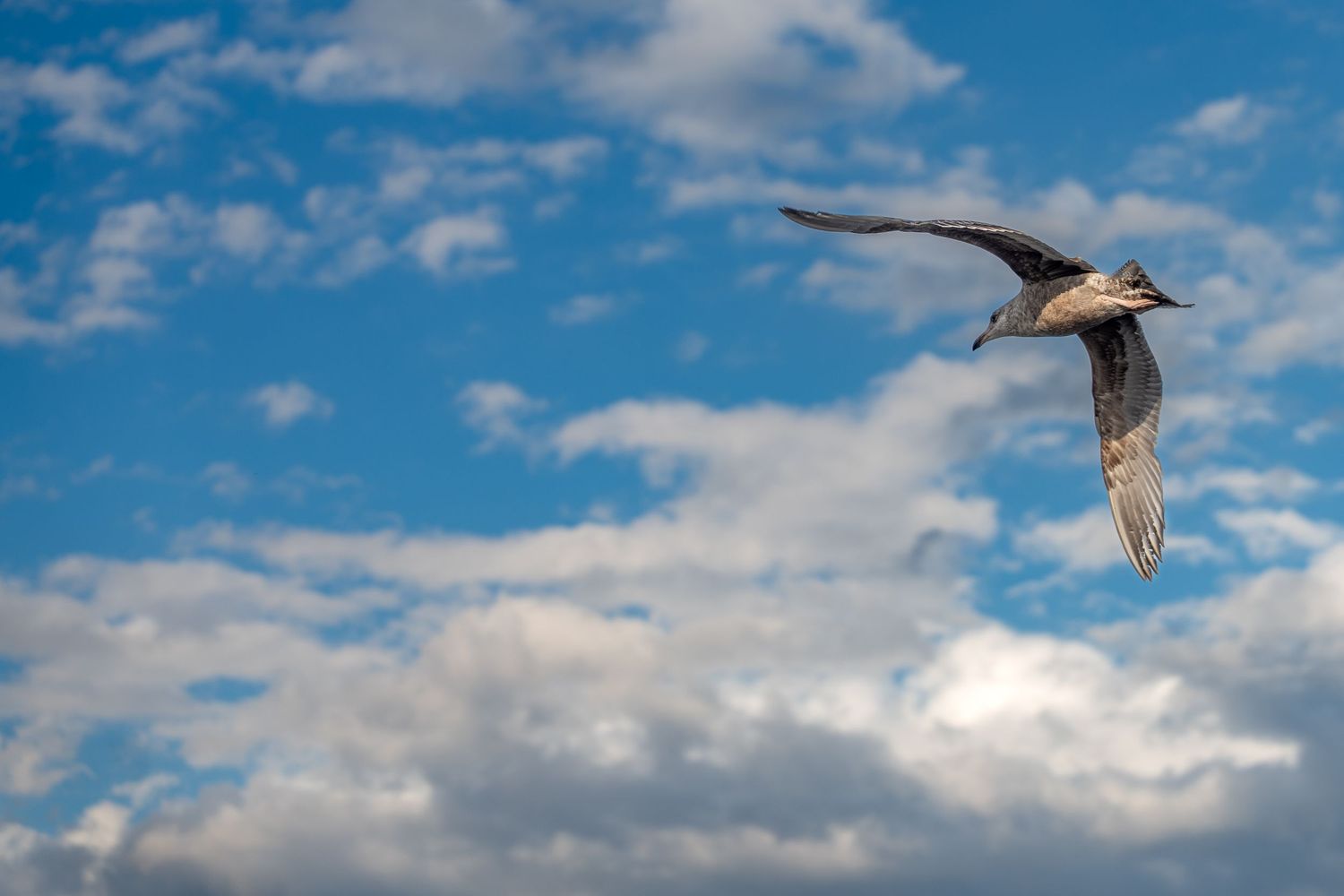 A seagull soaring gracefully through a bright blue sky dotted with fluffy white clouds.