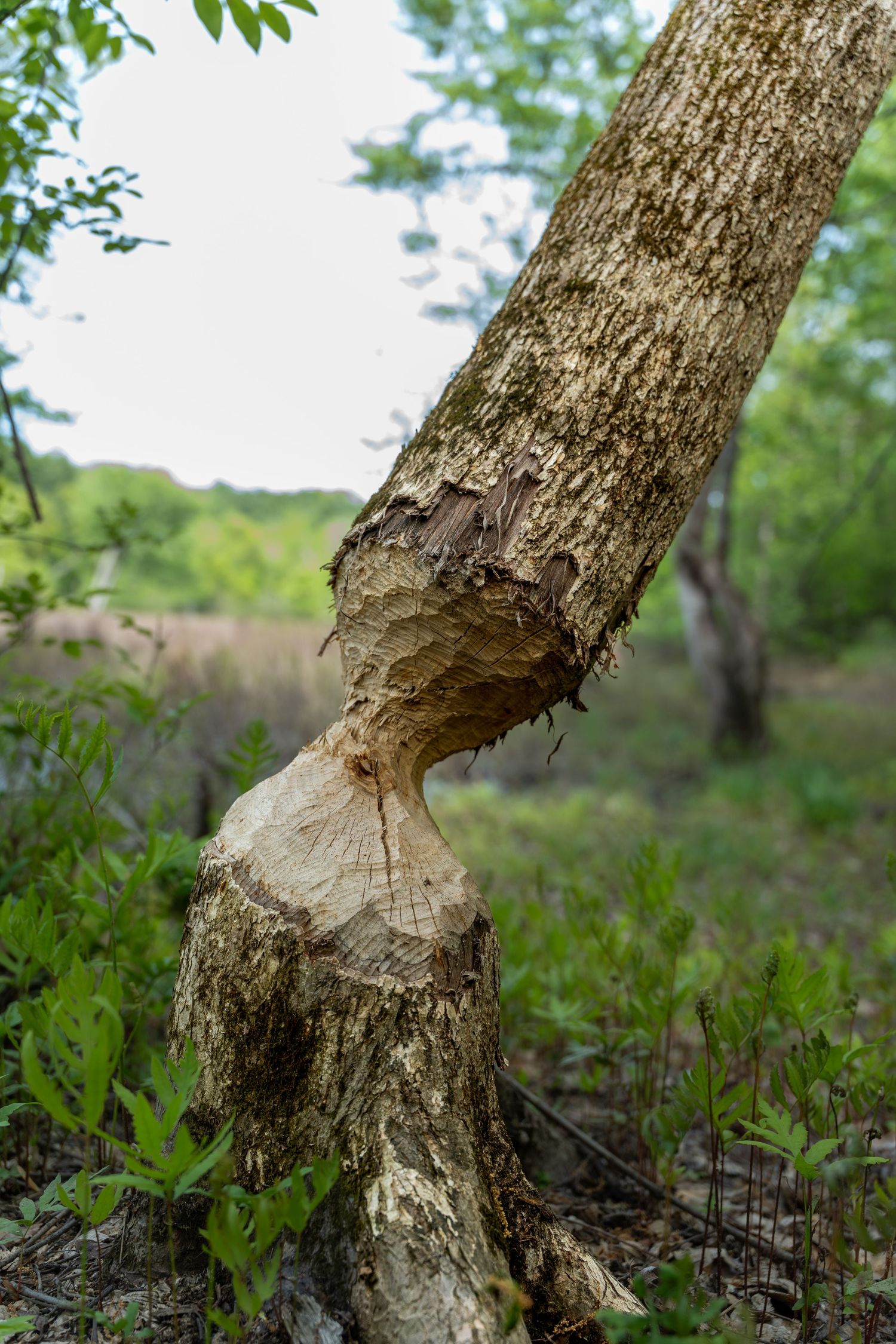 Close-up of a tree trunk gnawed by a beaver in a lush green forest clearing.