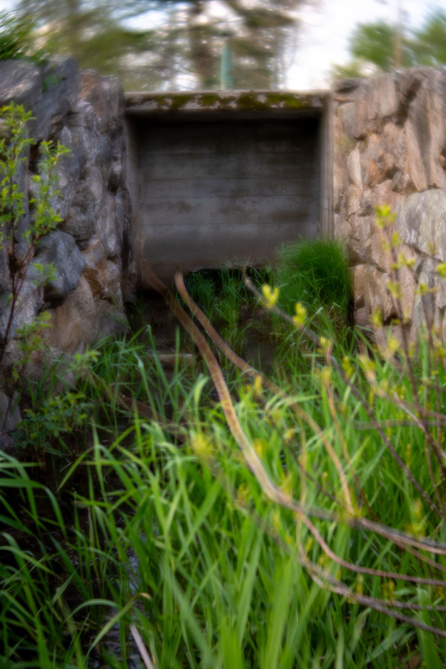 Blurry outdoor scene with stone walls, a dark alcove, and lush green grasses and wildflowers in the foreground.