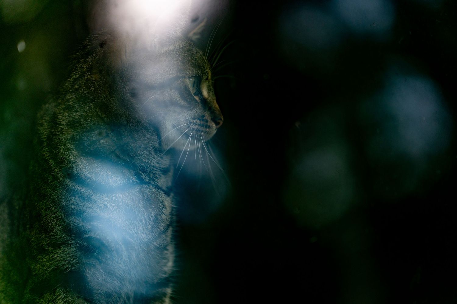 A mysterious cat profile silhouetted against a dark bokeh background with soft blue light reflections.