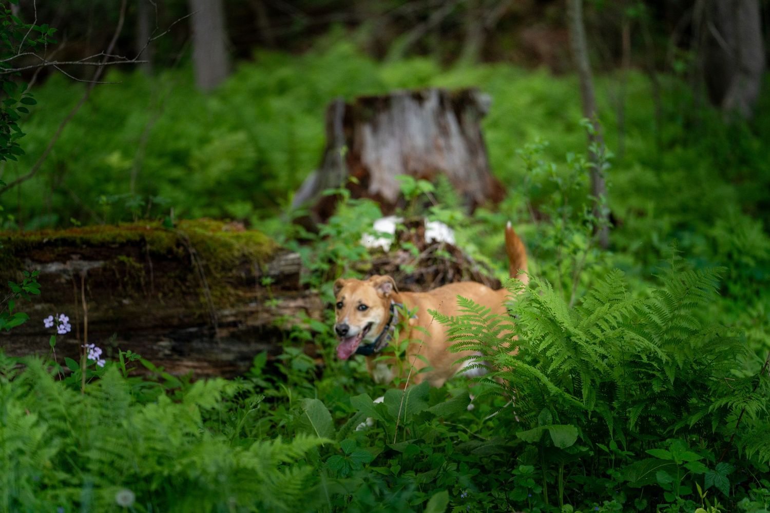 A tan dog resting among lush green ferns and wildflowers near a mossy tree stump in a forest.