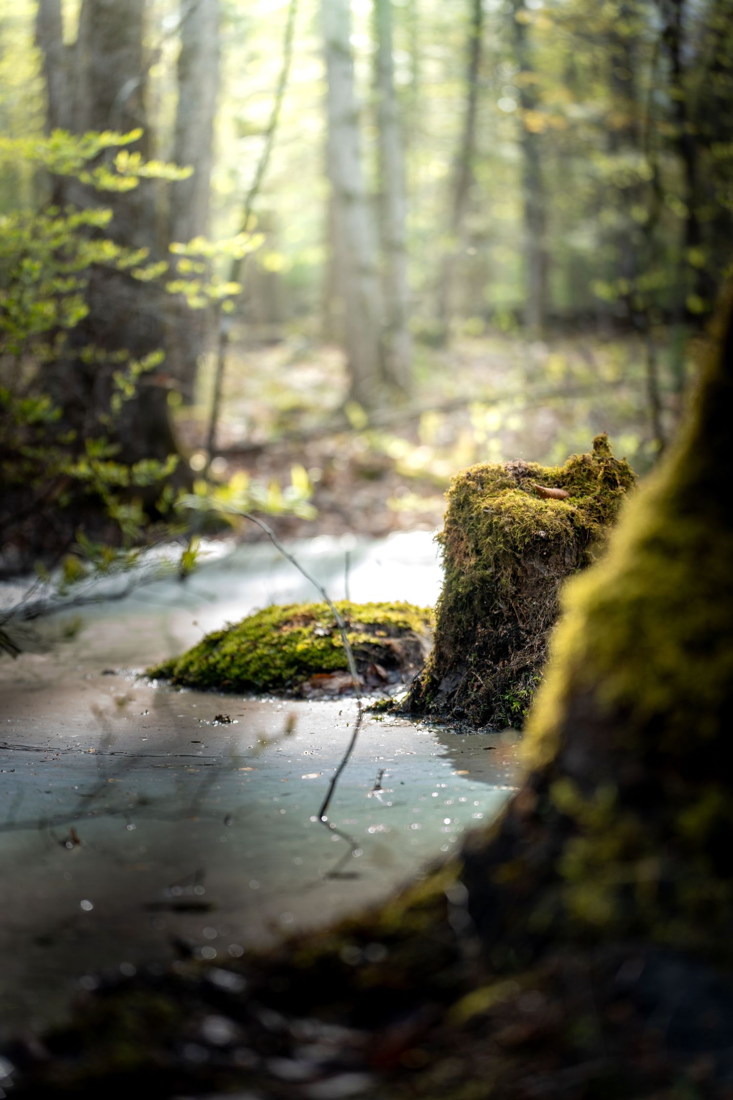 Moss-covered tree stump on a wet forest path with sunlight filtering through green trees in a serene woodland setting.