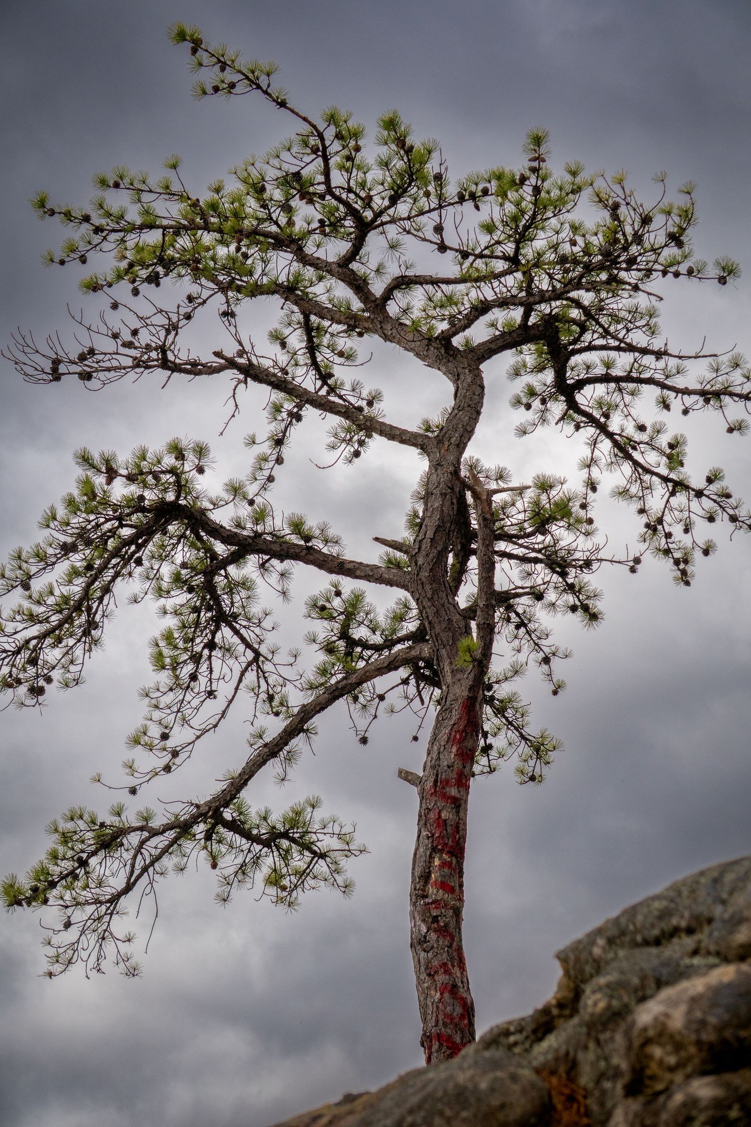 Gnarled pine tree branches spread across a moody grey sky in a dramatic natural composition.